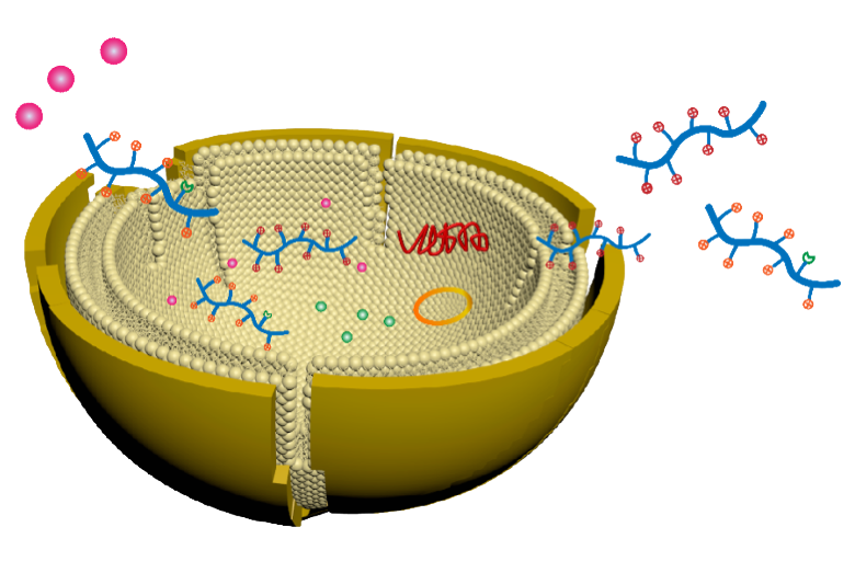 Antibacterial Polypeptoid Nanovesicles for Precision Treatment of Multidrug-Resistant Infections