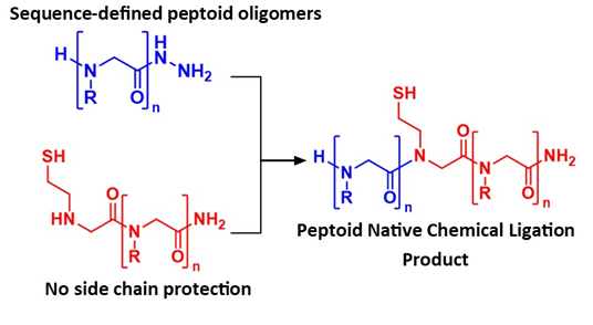 Native Chemical Ligation of Peptoid Oligomers
