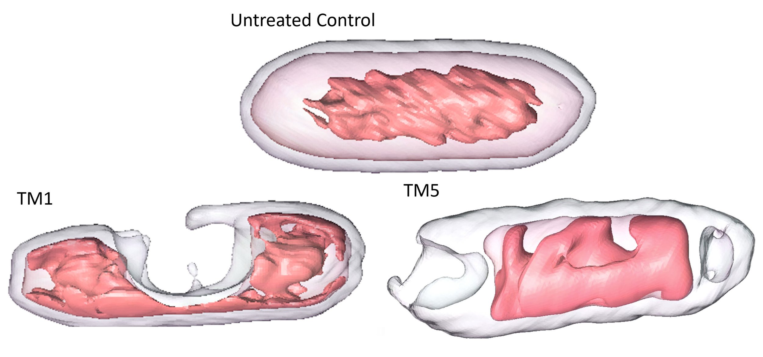 Antimicrobial peptoids pass rapidly through bacterial membranes and flocculate ribosomes and DNA