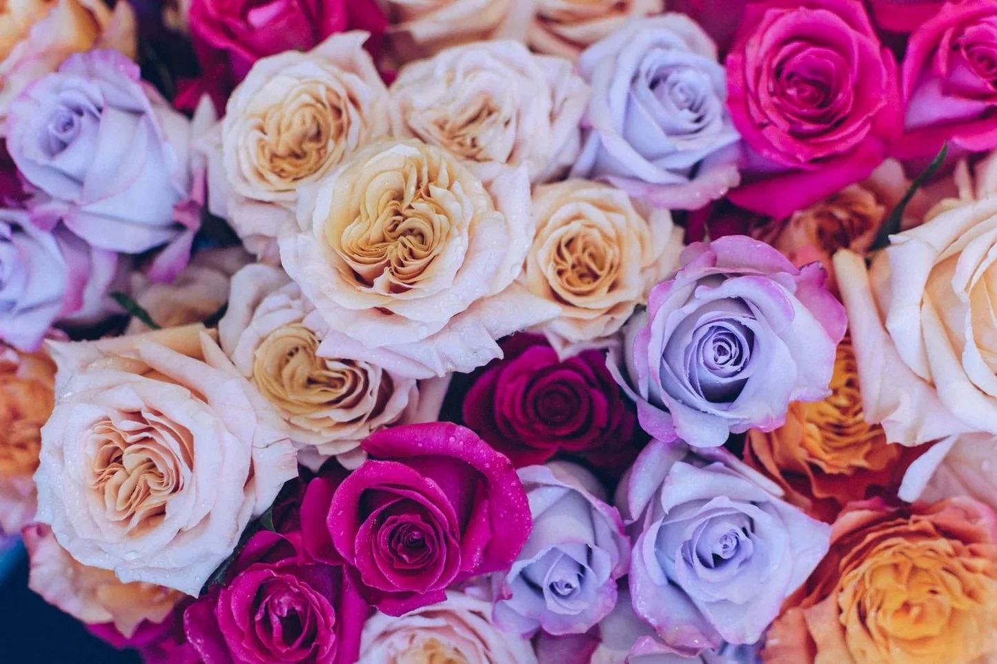 Close-up of a bouquet of multicolored roses, including pink, lavender, and cream shades.