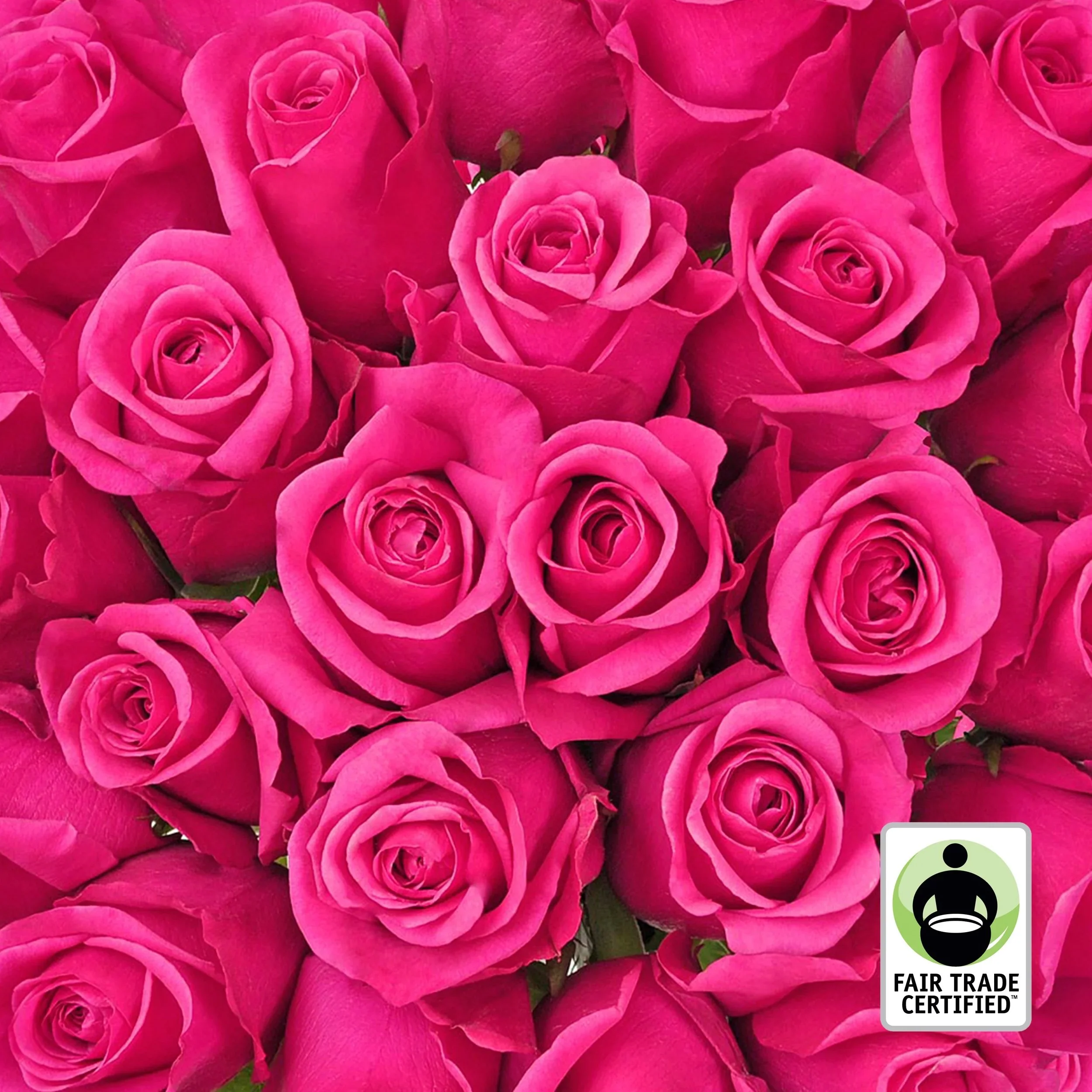Bouquet of vibrant pink roses with a Fair Trade Certified label in the corner.