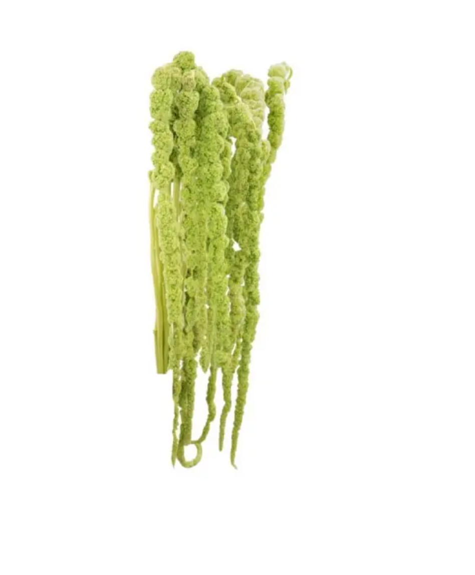Hanging Amaranthus