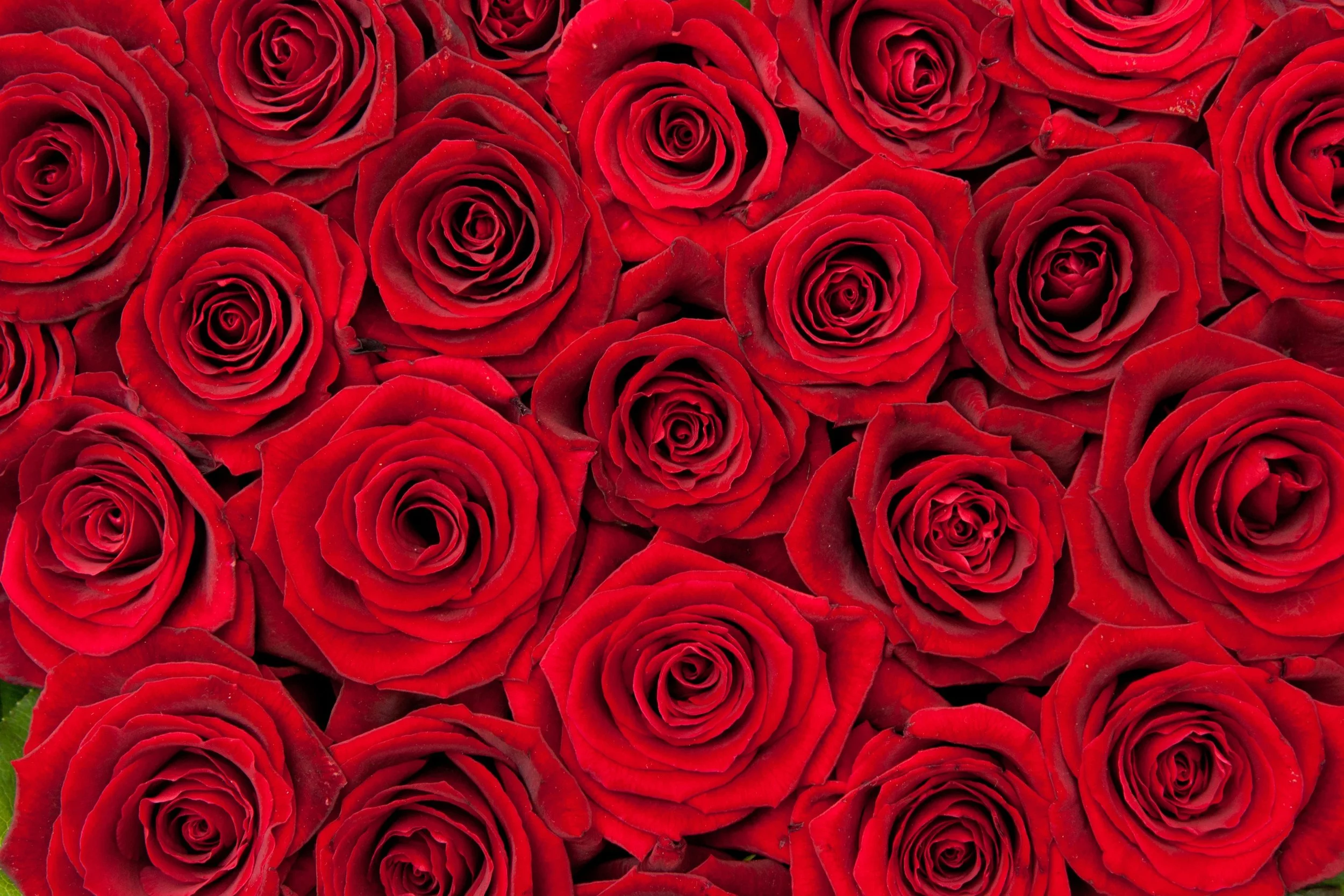 Close-up of red roses in full bloom.