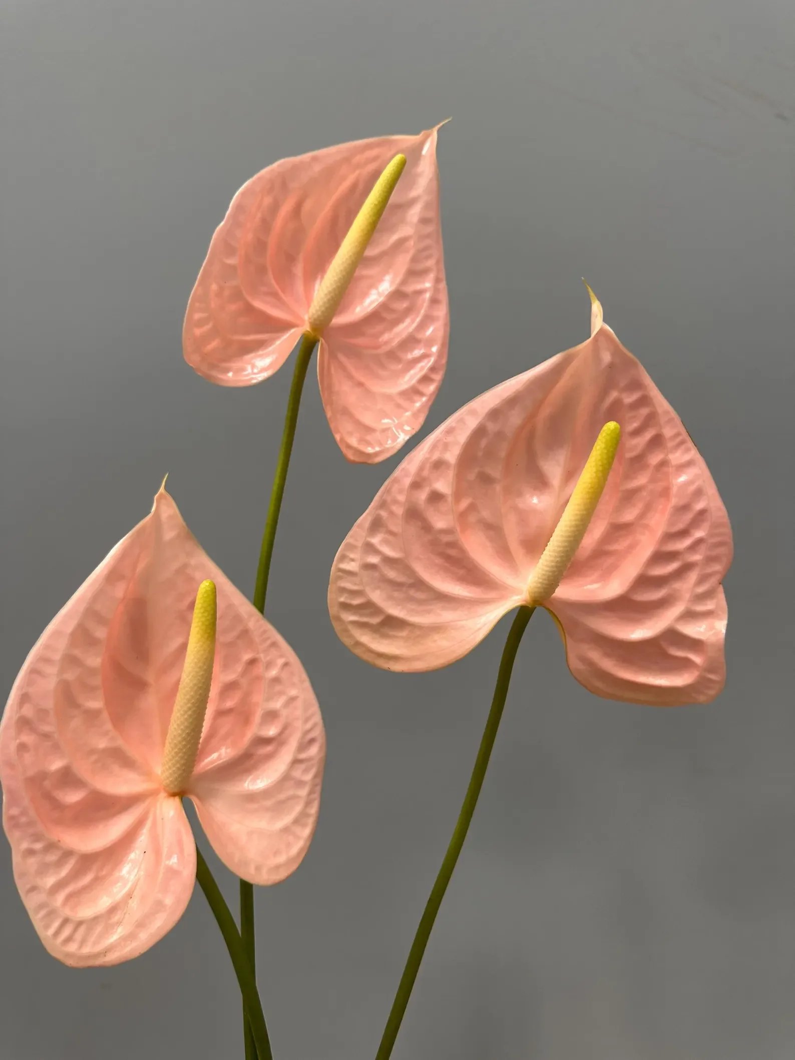 Anthuriums