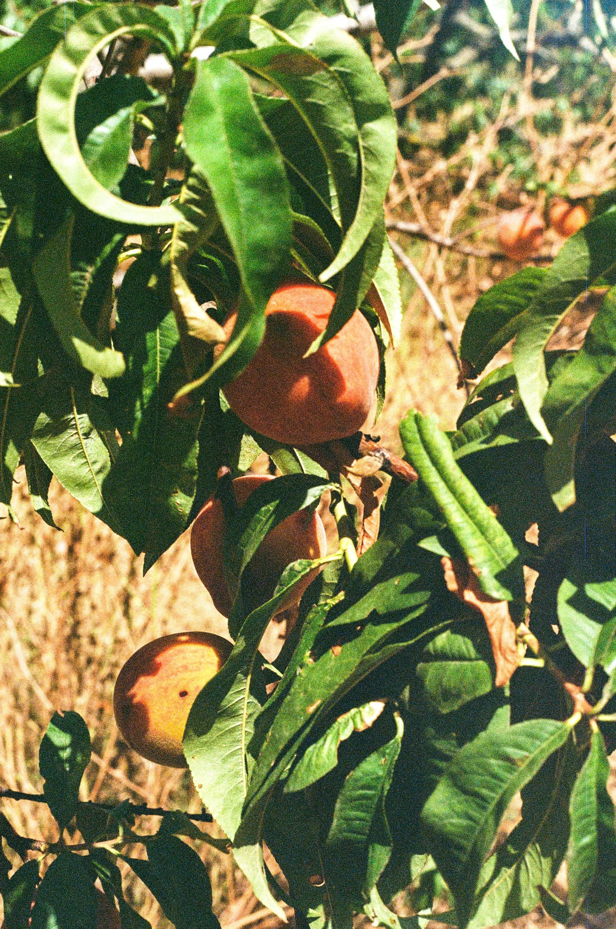 Peach tree with ripe peaches and green leaves.