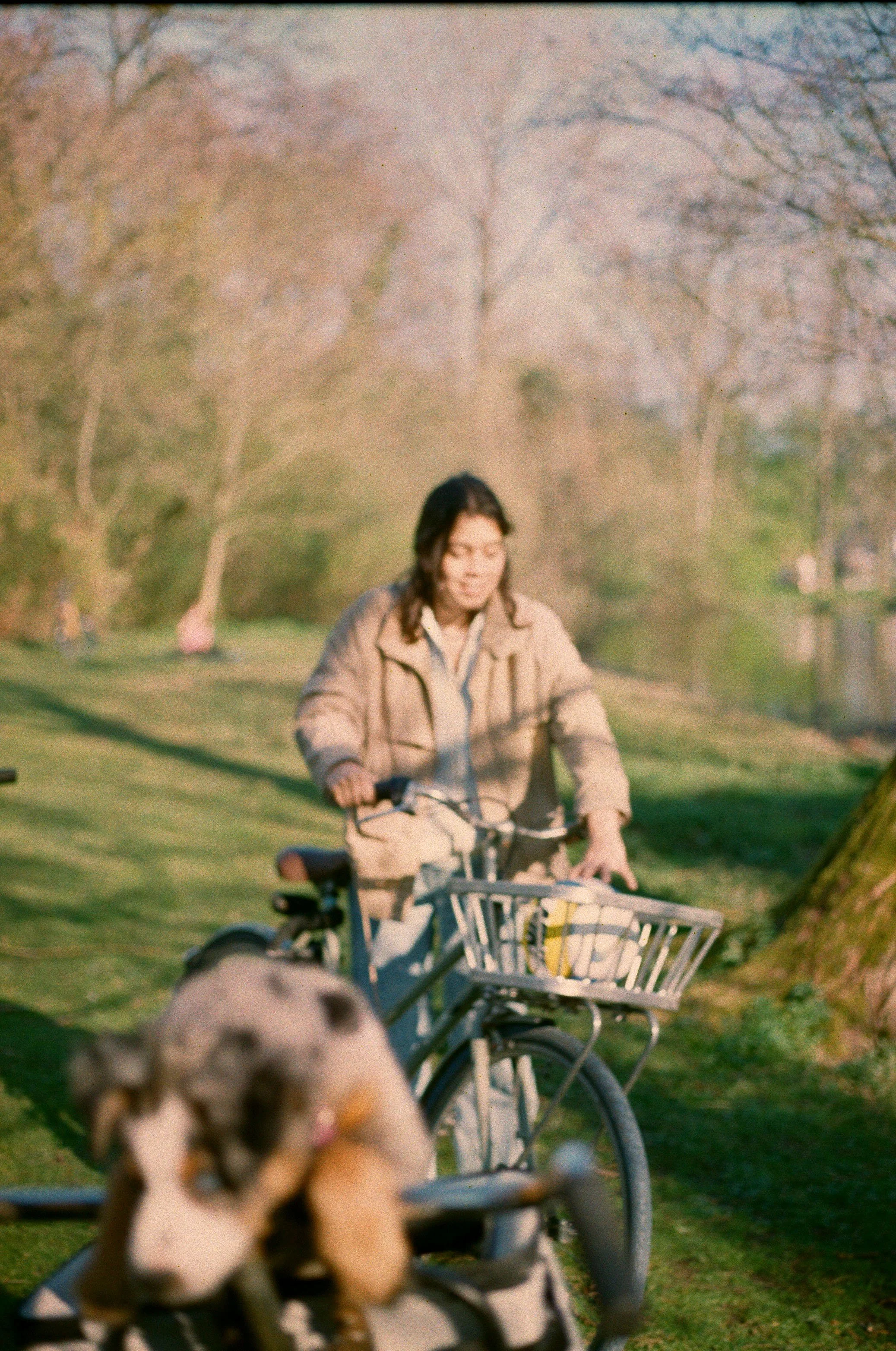 A woman riding a bicycle along a grassy park path with trees in the background, and a small dog sitting on the bicycle's front basket in the foreground.