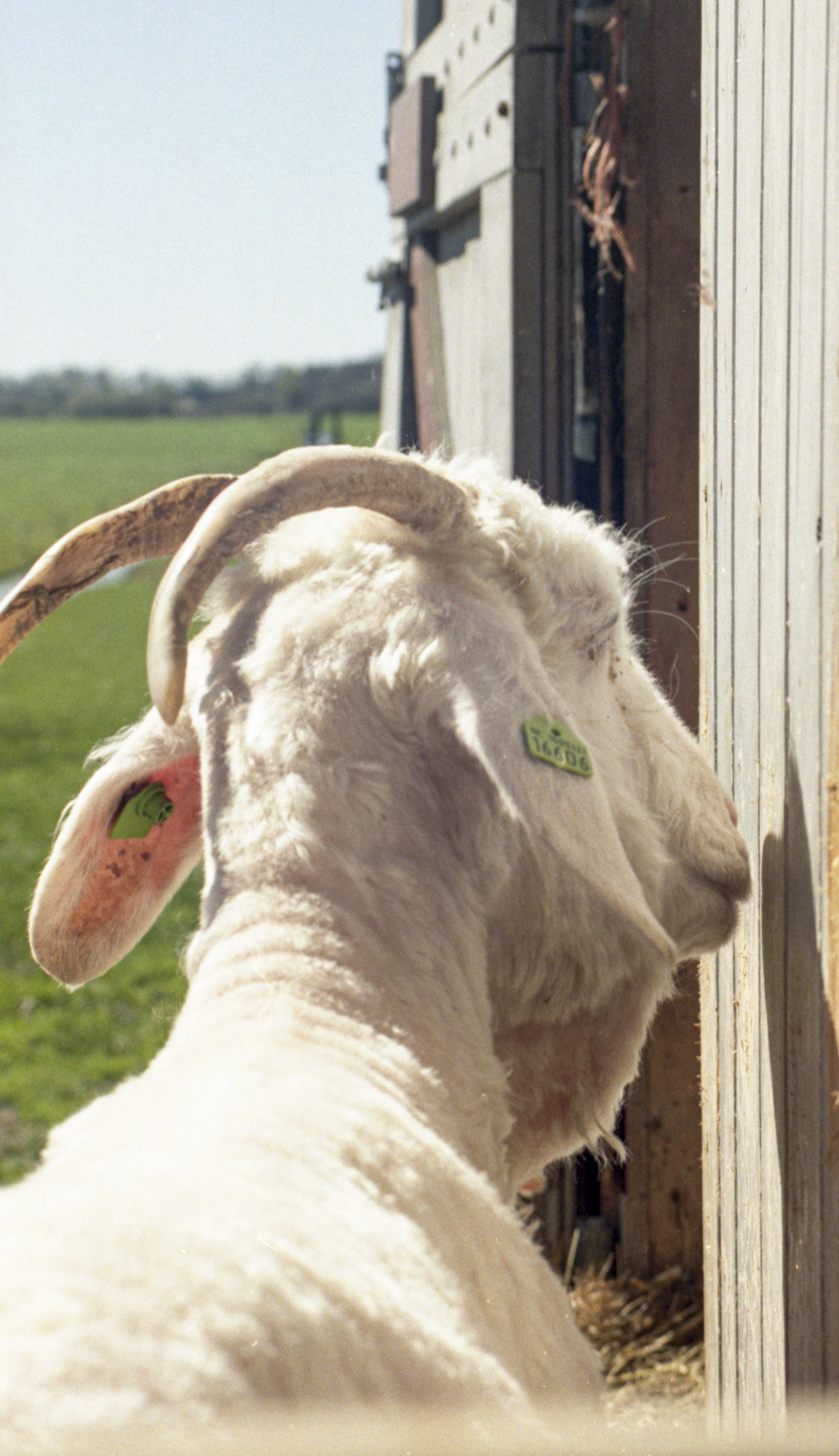 A white goat with curved horns standing outside near a wooden structure on a sunny day.
