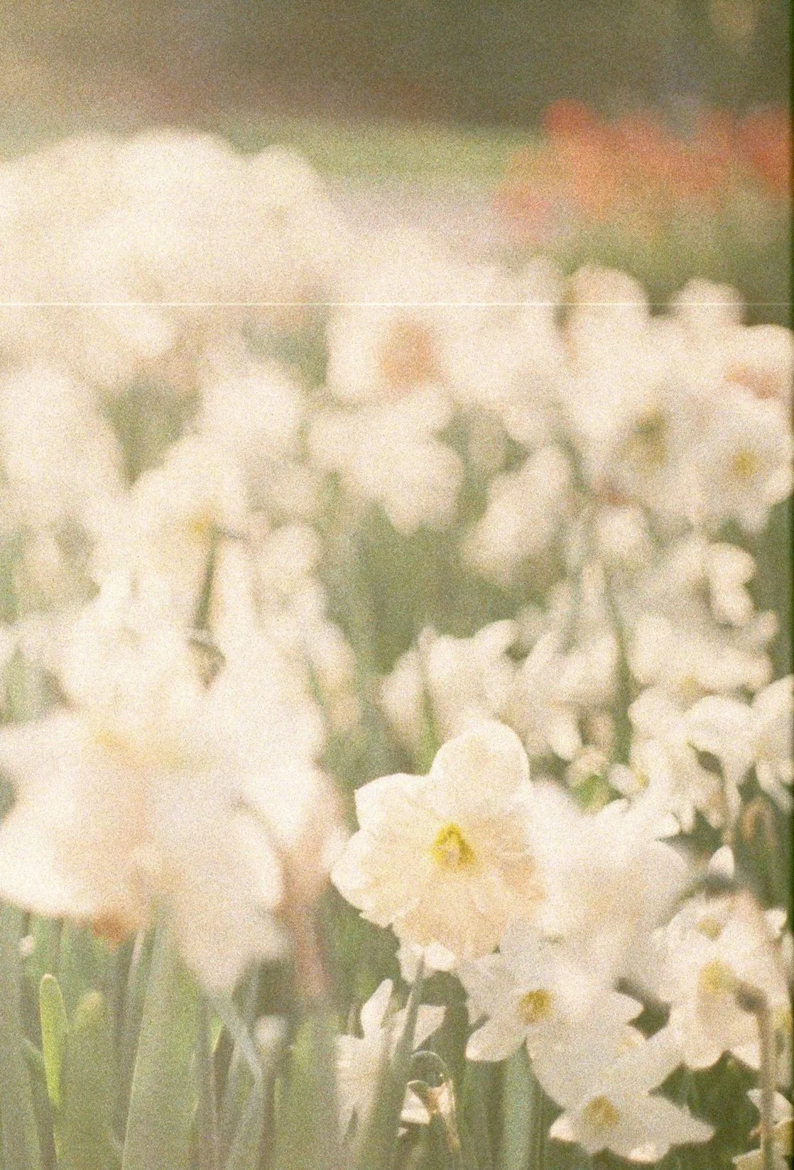 Close-up of white flowers, likely primroses, with green stems and leaves, soft focus on the background.