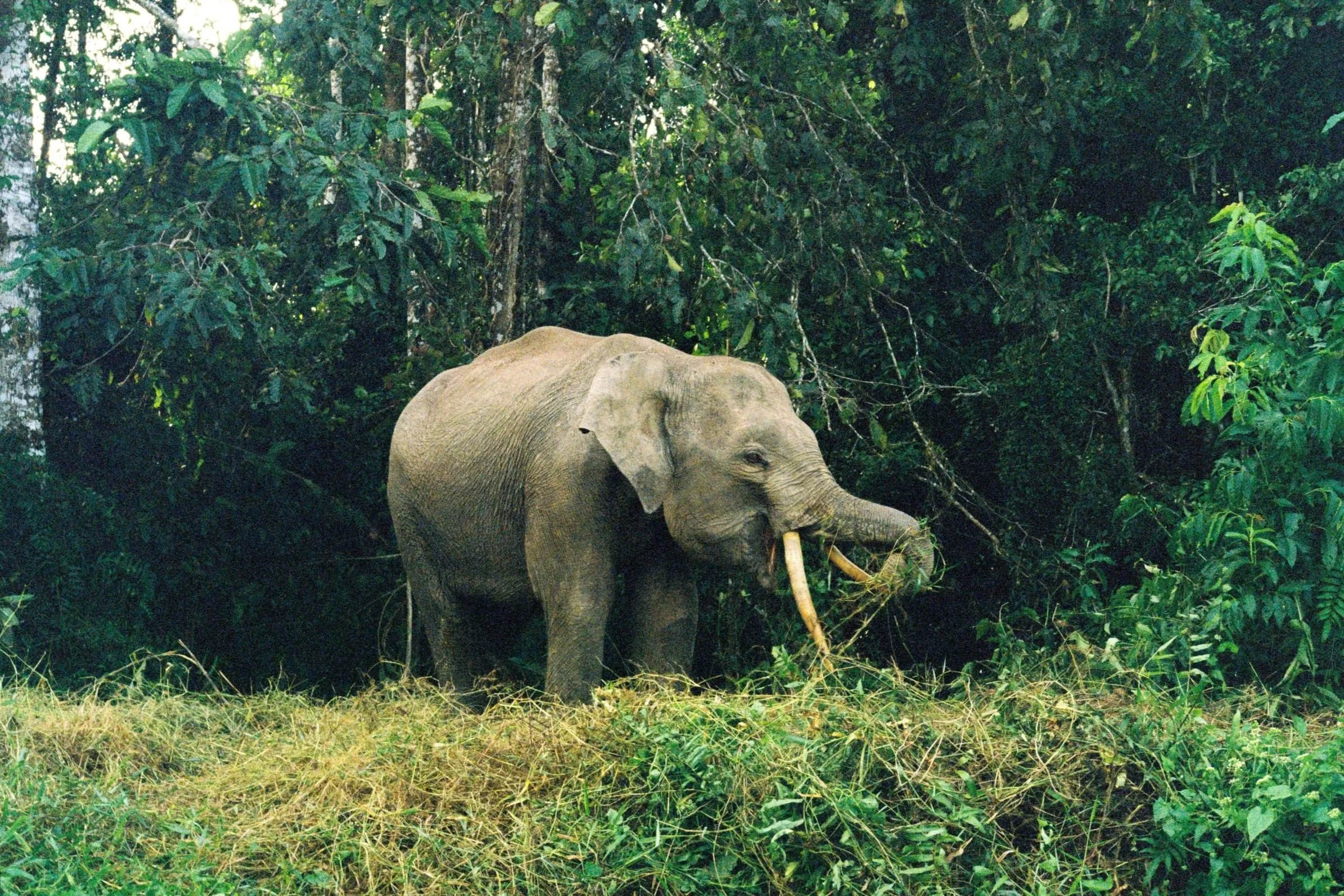 An elephant standing in a lush green forest, using its trunk to grasp and eat foliage.