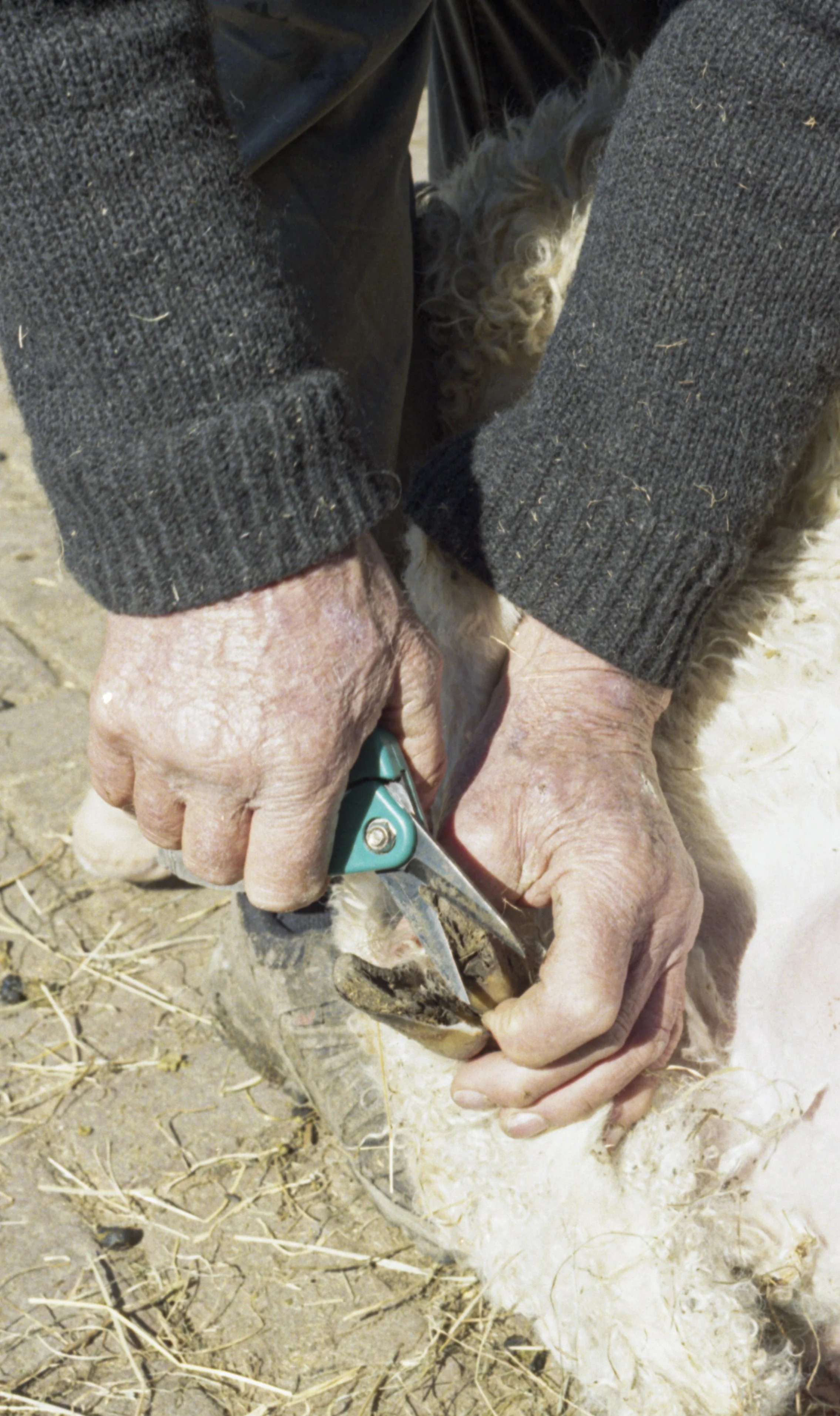 An elderly person shearing the wool of a sheep with scissors outdoors.