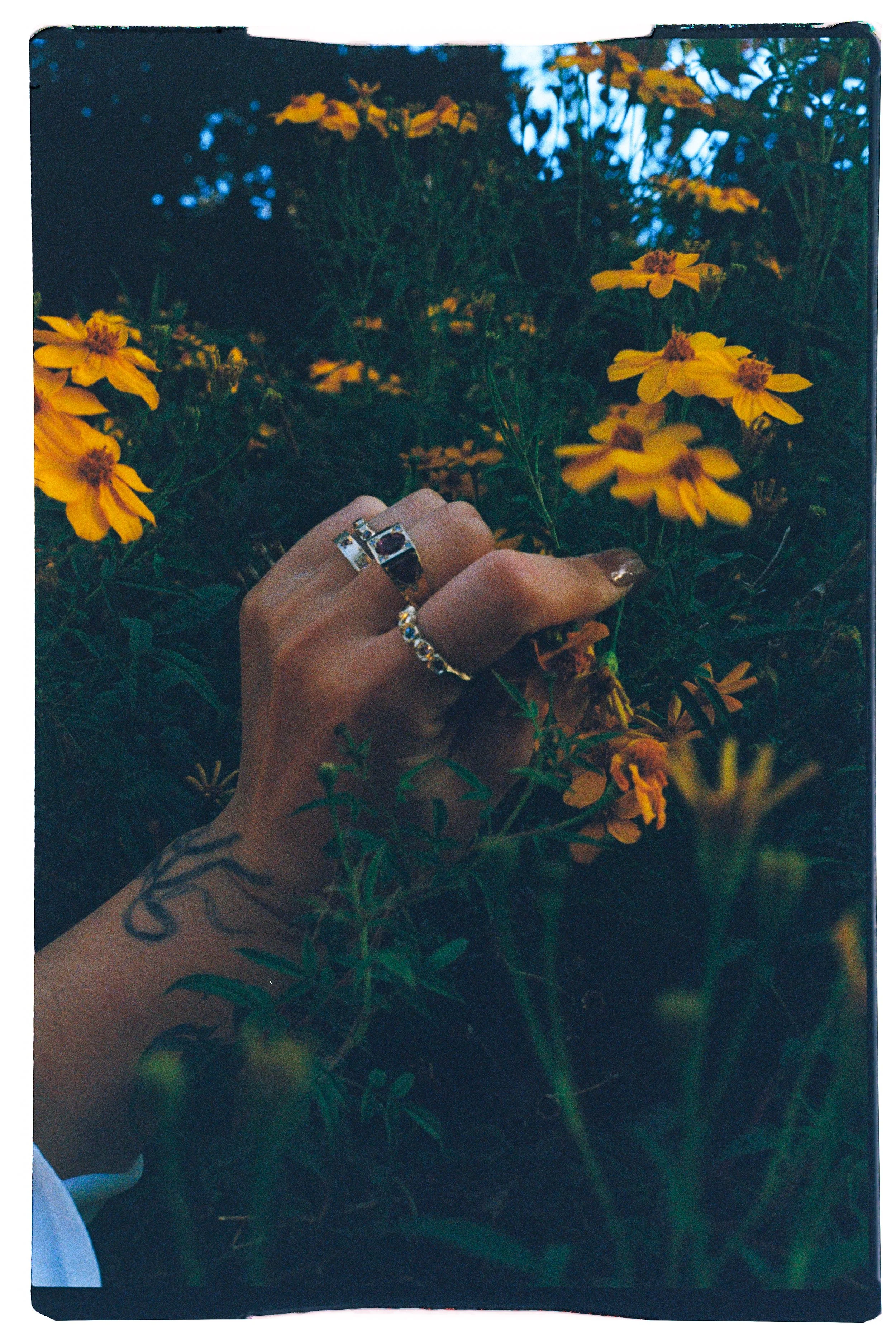 A person’s hand with rings on the fingers, touching yellow flowers in a garden during dusk or evening.