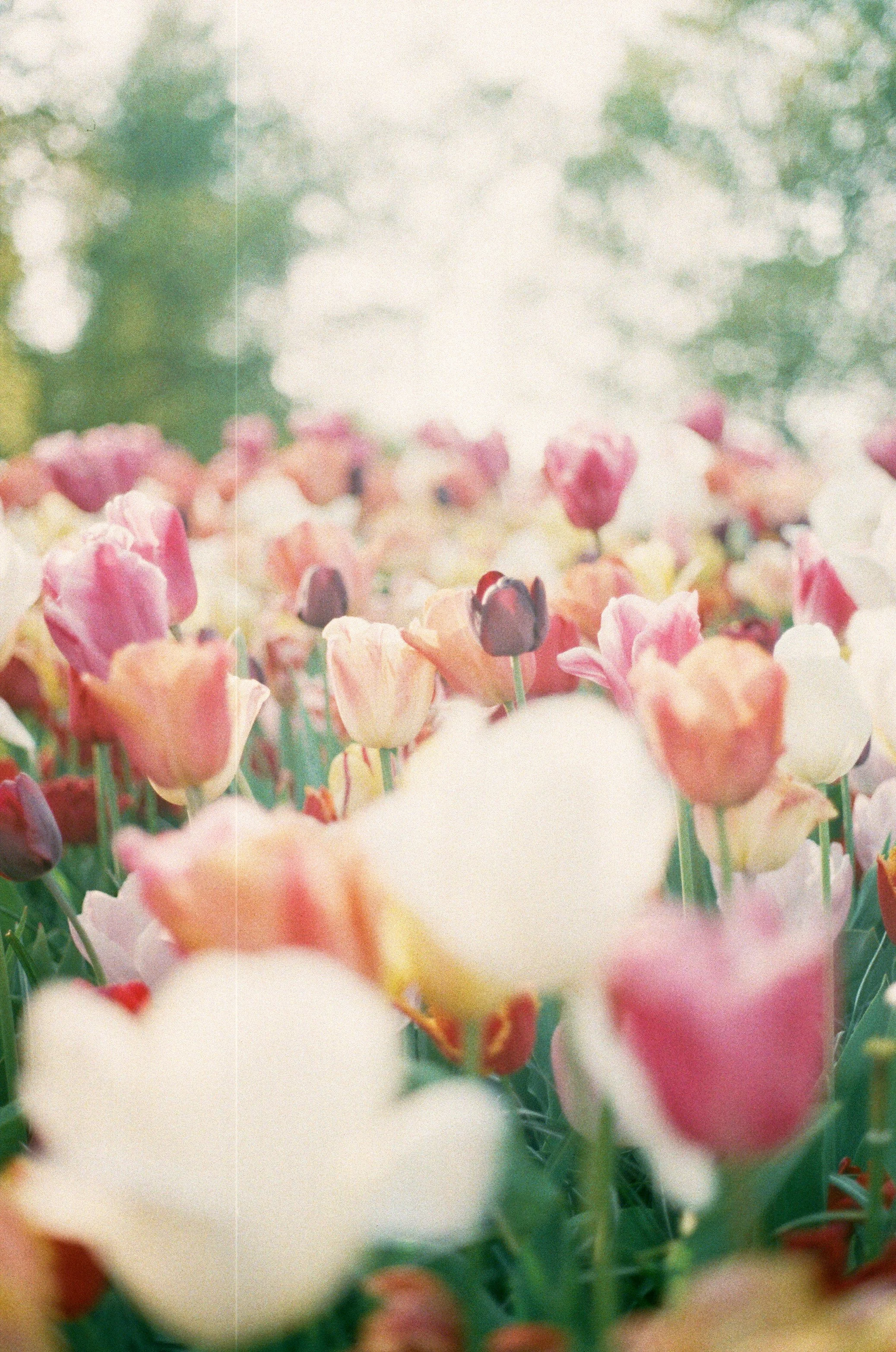 Field of colorful tulips in bloom with trees and sky in the background.