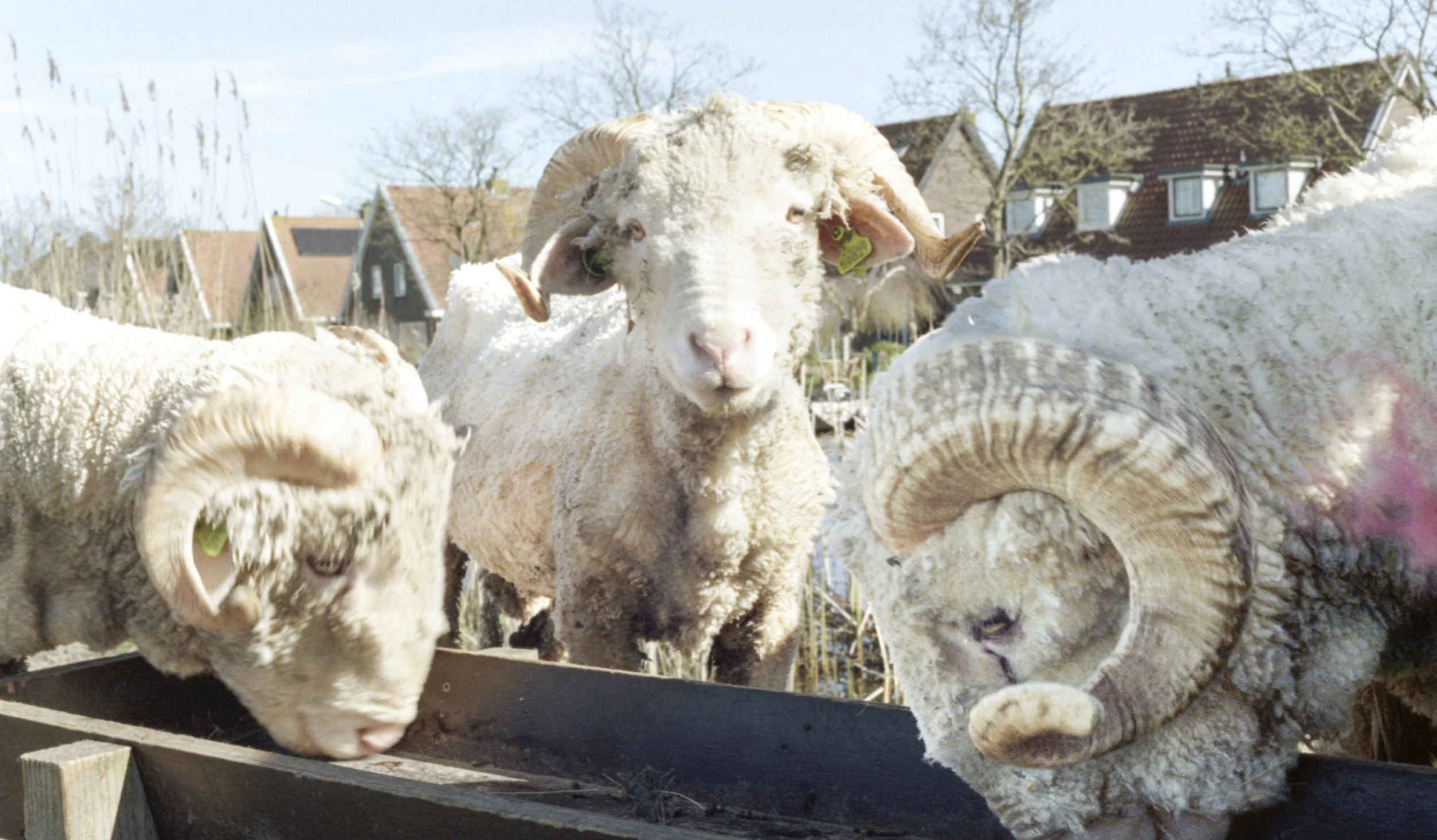 Close-up of three sheep, one with large curled horns, standing near a feeding trough outdoors in a rural area with houses in the background.