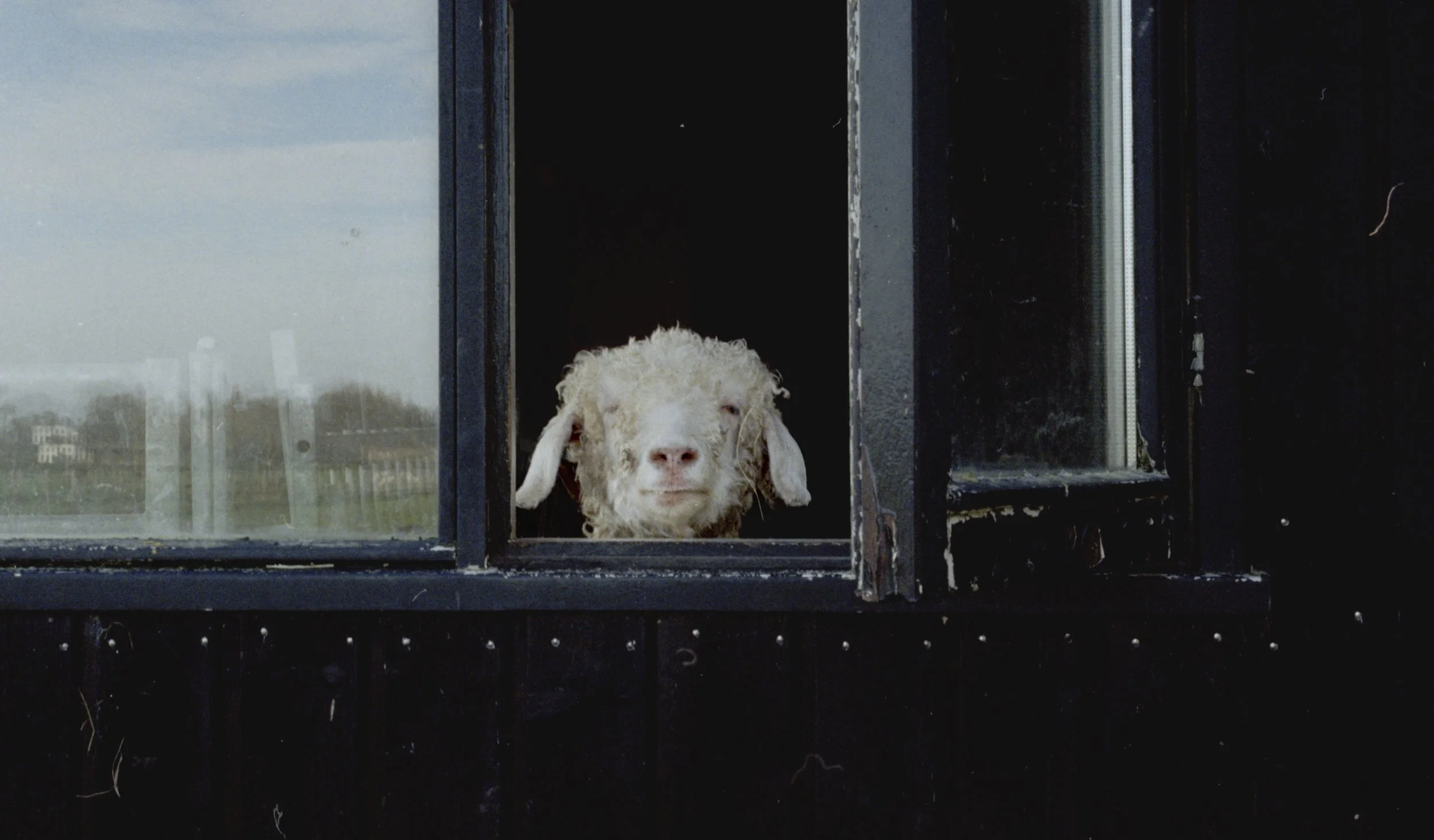 A sheep looking out of a window of a black building, with a landscape visible in the background.