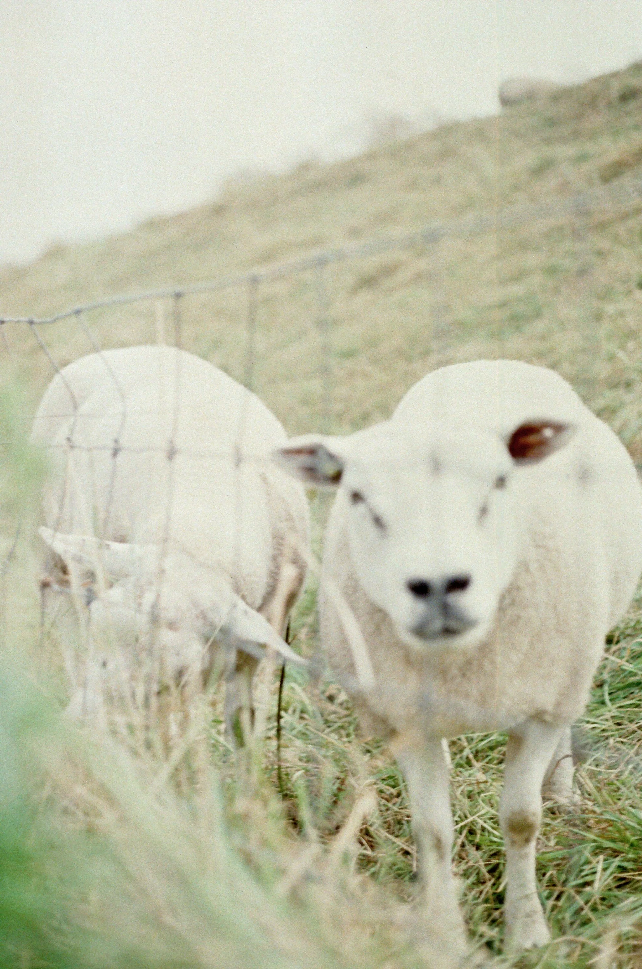 Two white sheep standing on a grassy hillside, one looking directly at the camera and the other facing away, behind a wire fence.