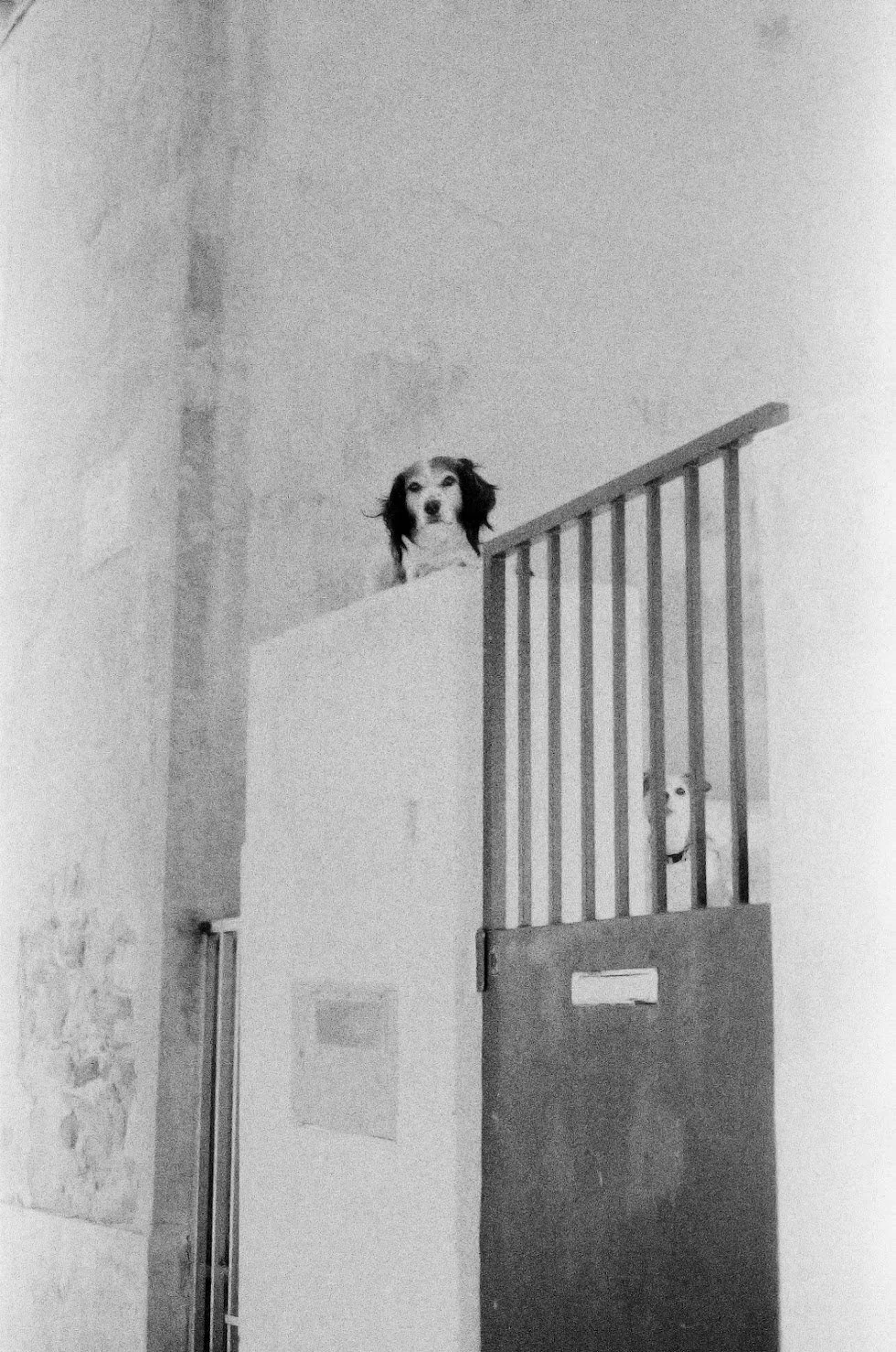 A dog with long ears and black and white fur peering over a wall from an elevated position, with a partially open wooden gate on the right side.