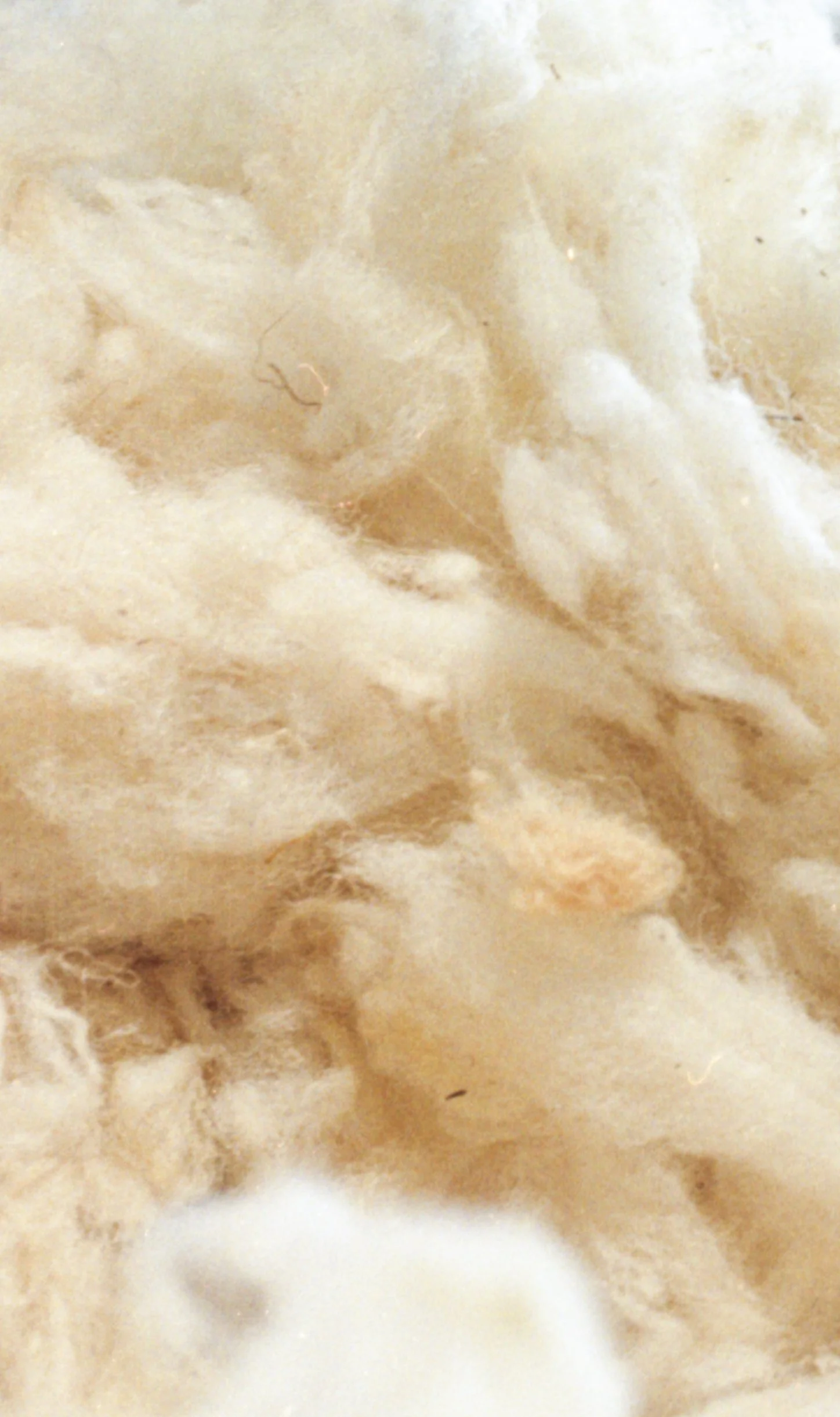 Close-up of cotton fibers.