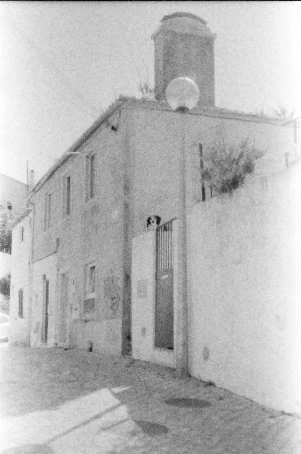 Black and white photo of a building on a street corner with a bell tower on top, a small dog looking out from a window, and a small tree growing next to the building.
