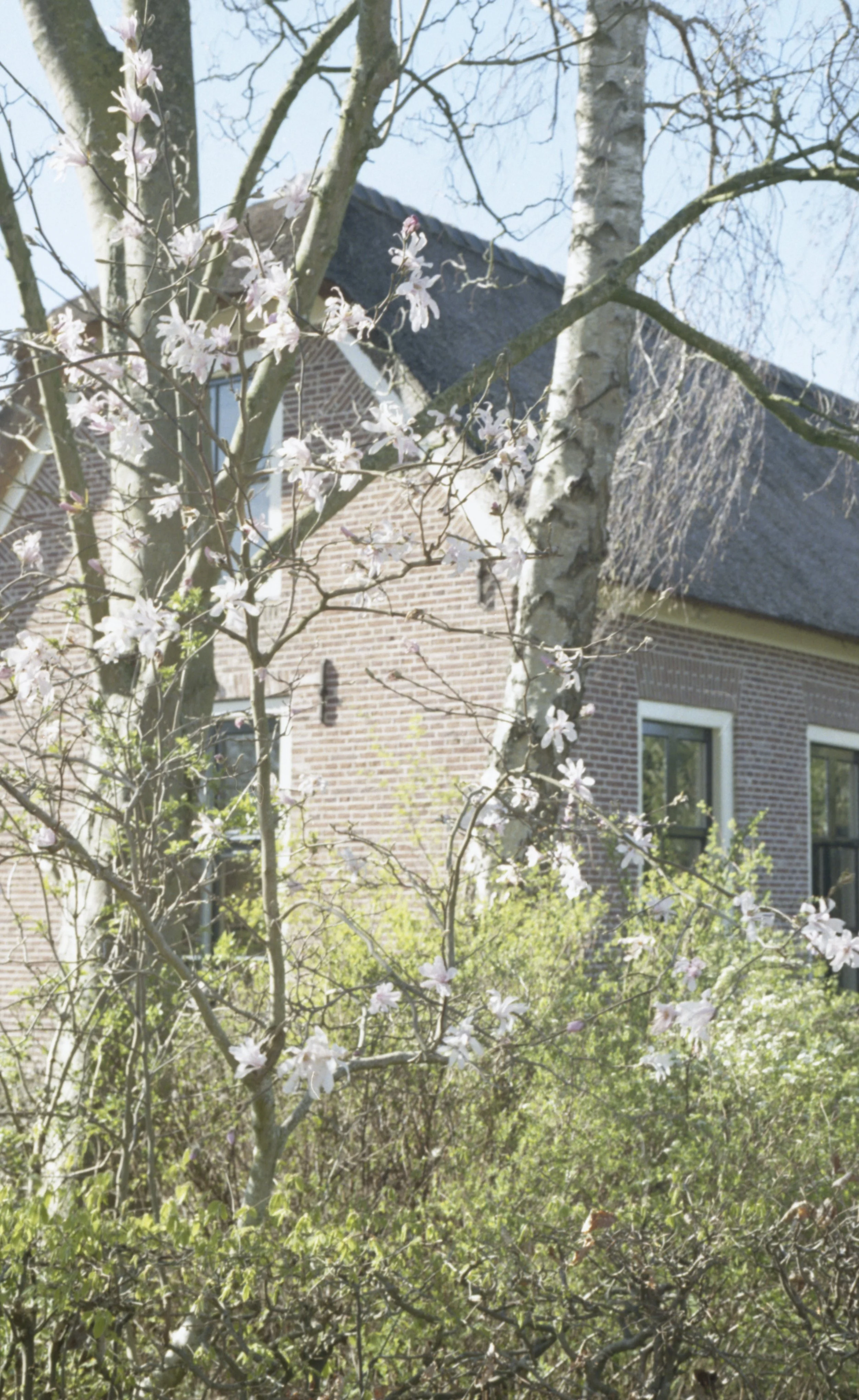 A house with brick walls and a gabled roof viewed through the branches of a flowering tree with white blossoms.