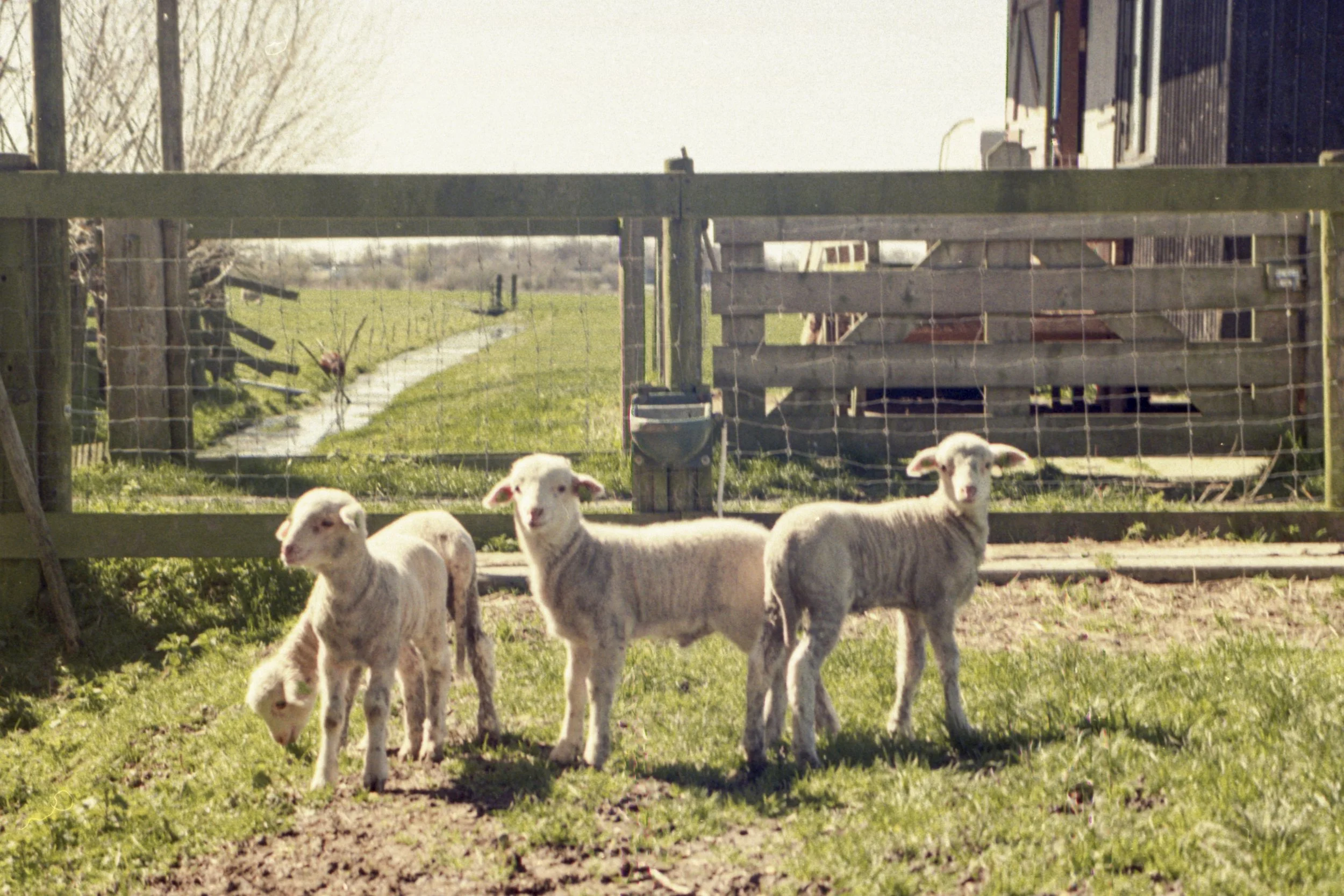 Three lambs standing on green grass in a fenced yard with a wooden house in the background.