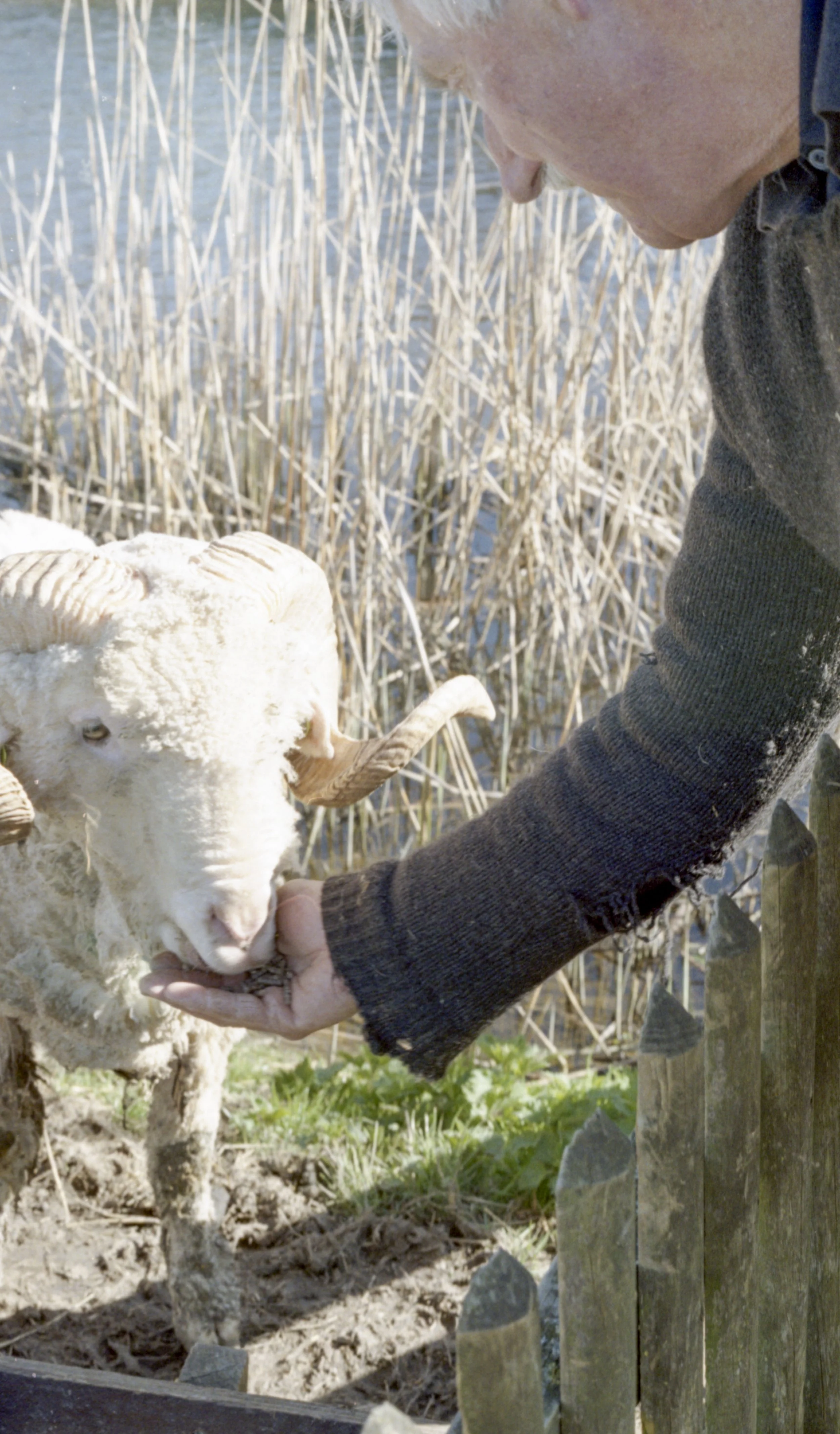 Person petting a white sheep with curled horns near a body of water and tall reeds.