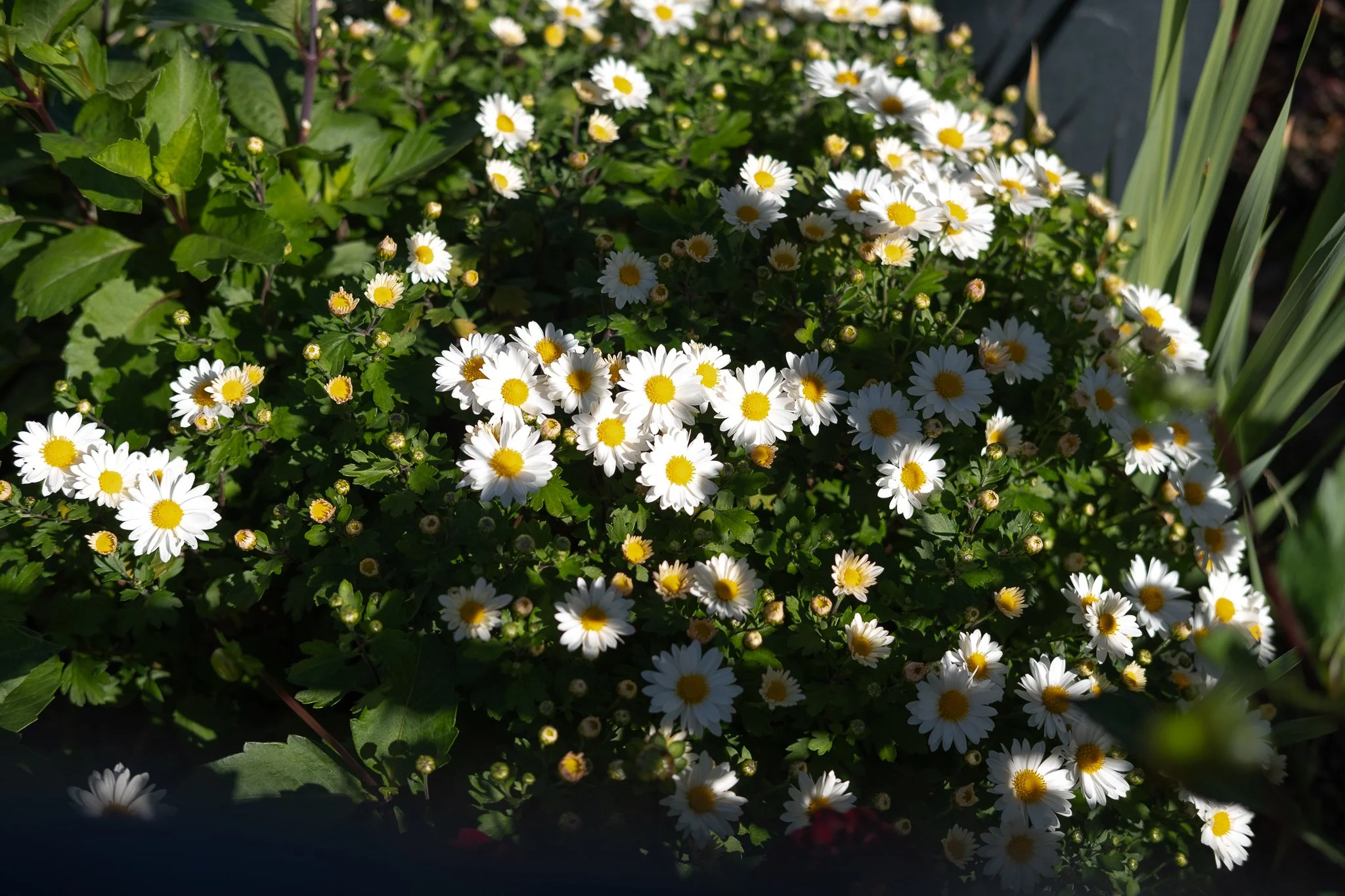 DSCF1780.jpg