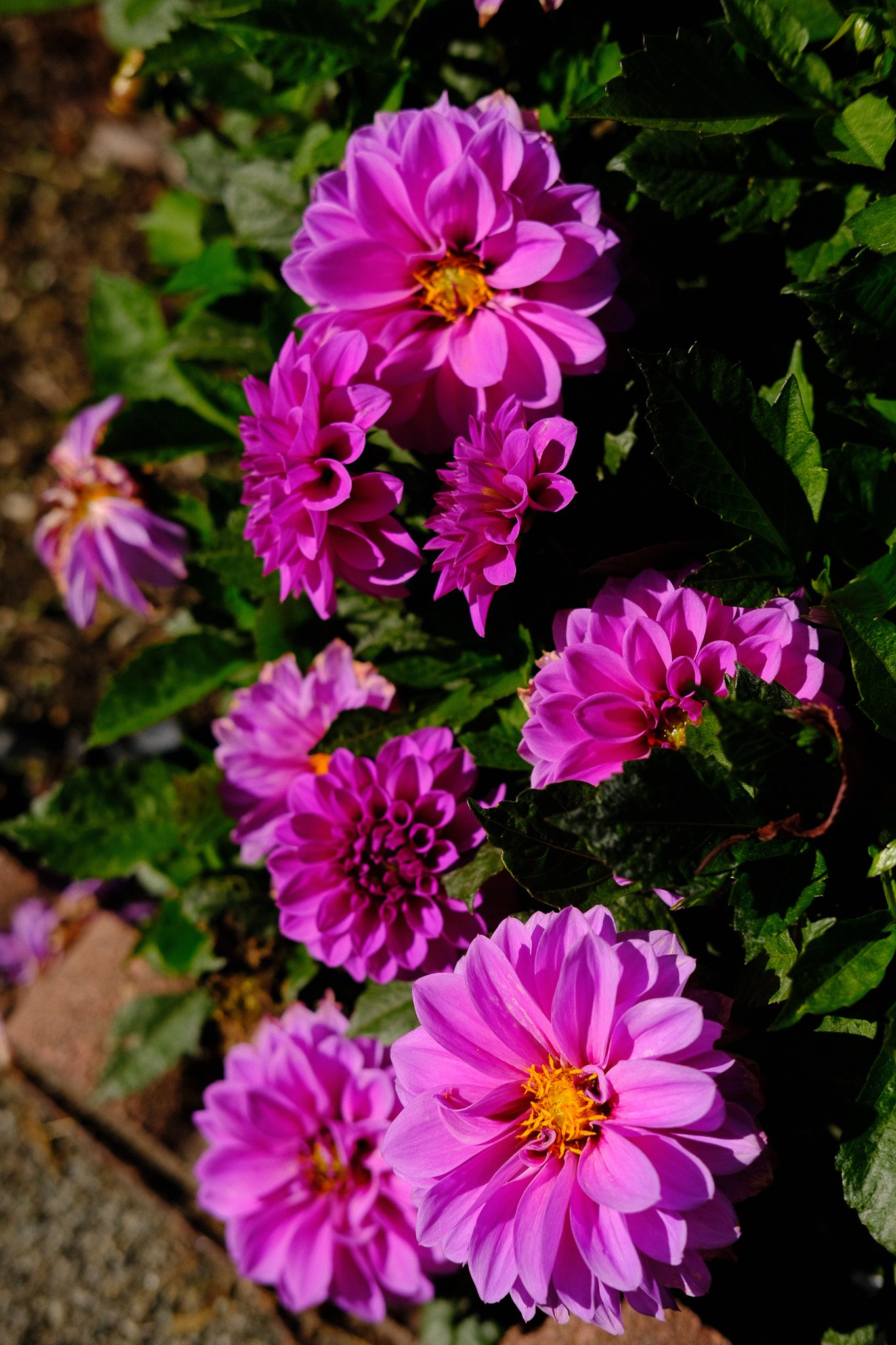 DSCF1791.jpg
