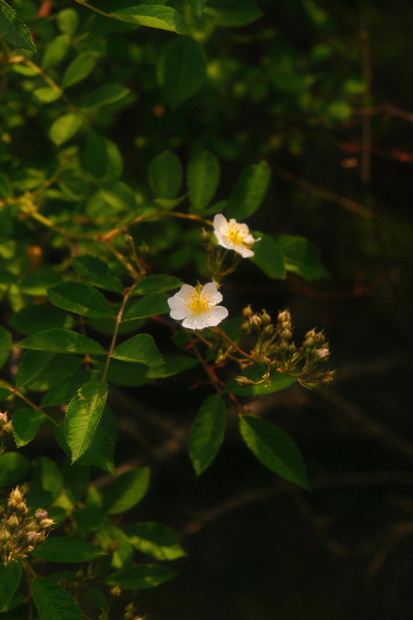 DSCF3370.jpg