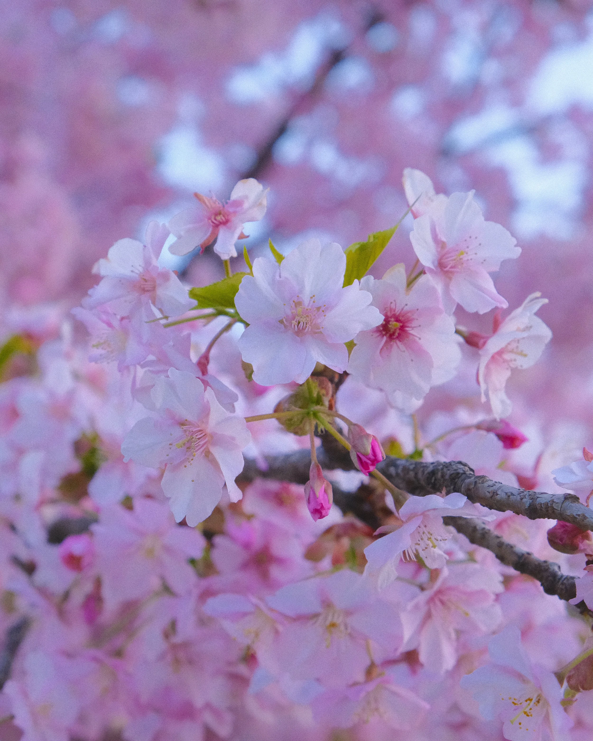 DSCF7090.jpg