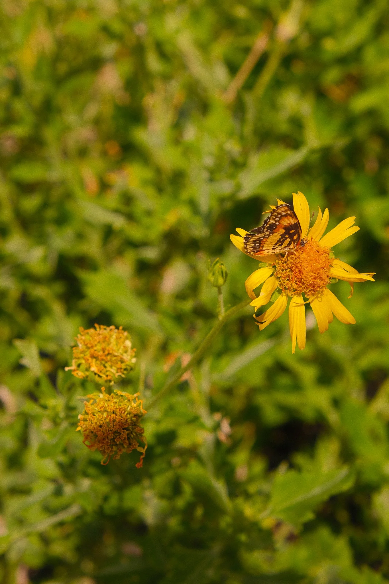 DSCF4124.jpg