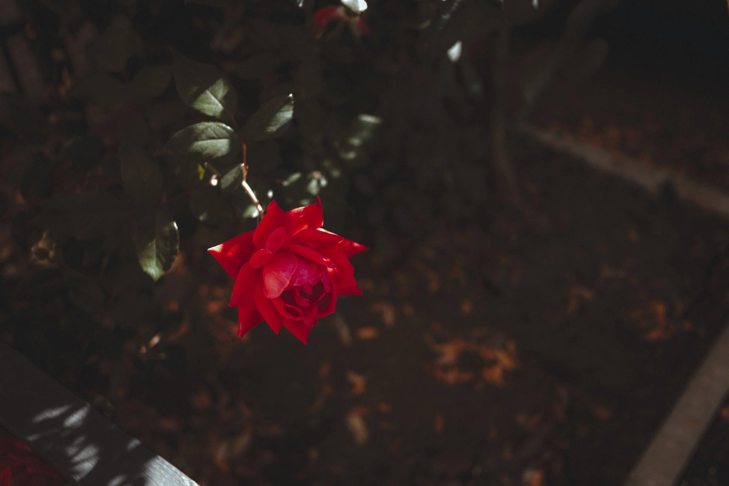 DSCF6386.jpg