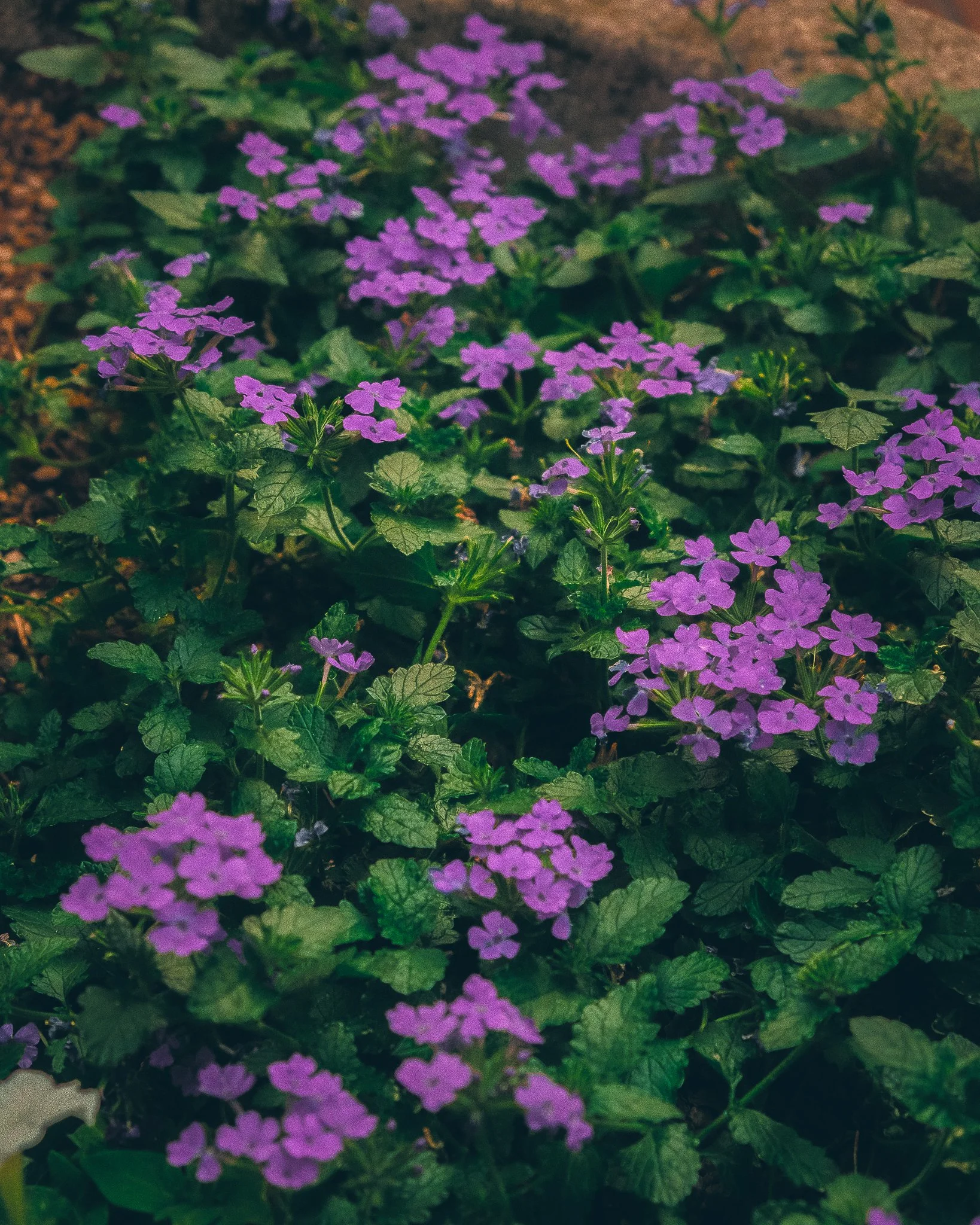 DSCF5725.jpg