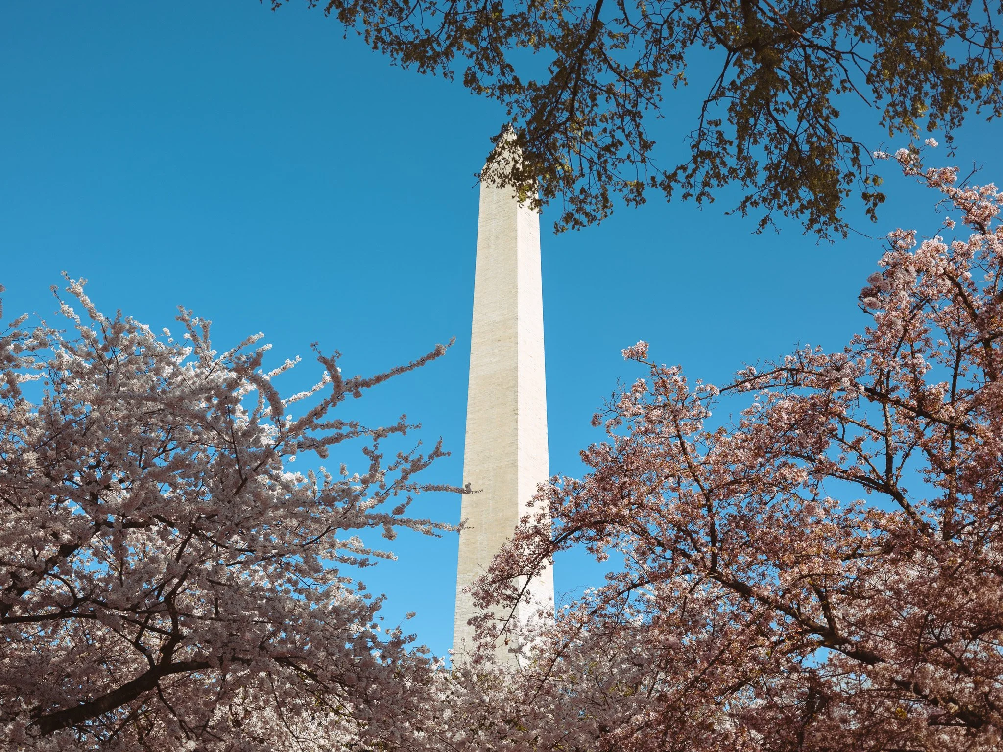 White Cherry Blossoms
