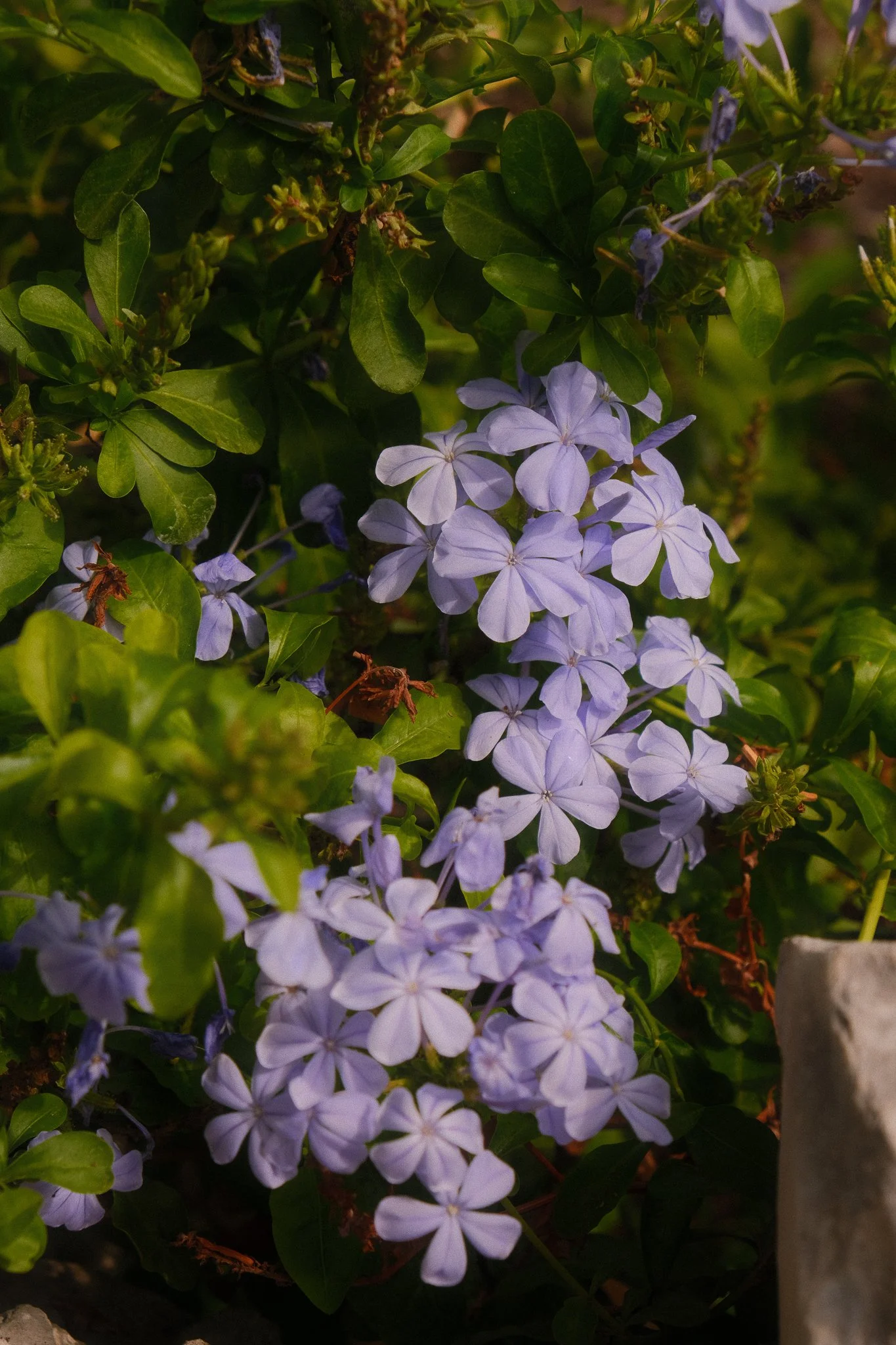 DSCF4177.jpg