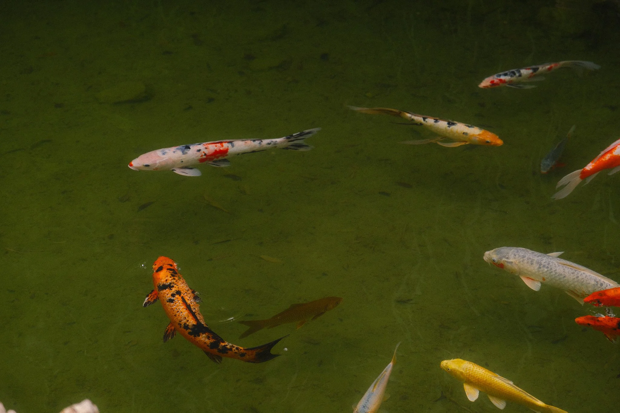 DSCF4138.jpg