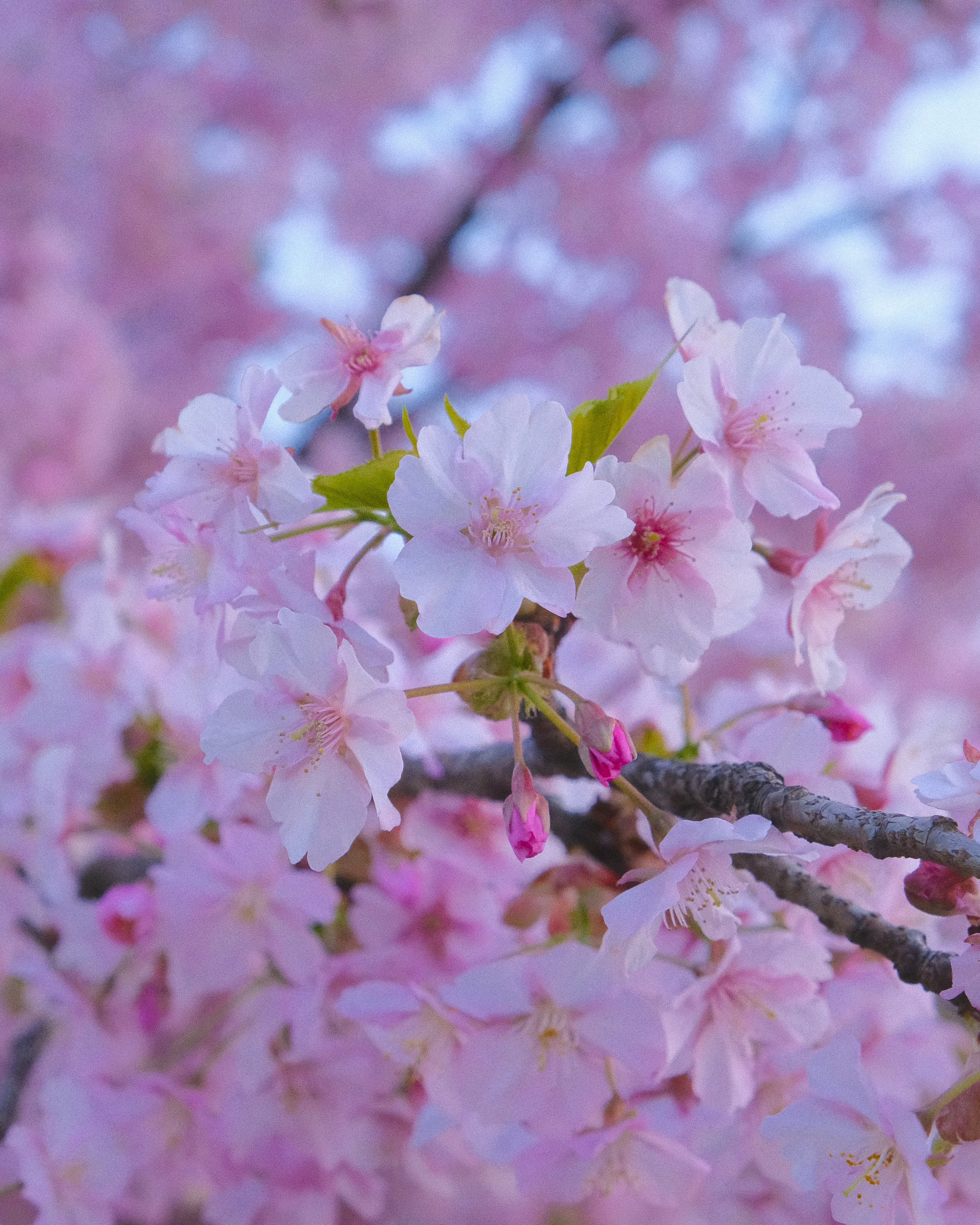 Cherry