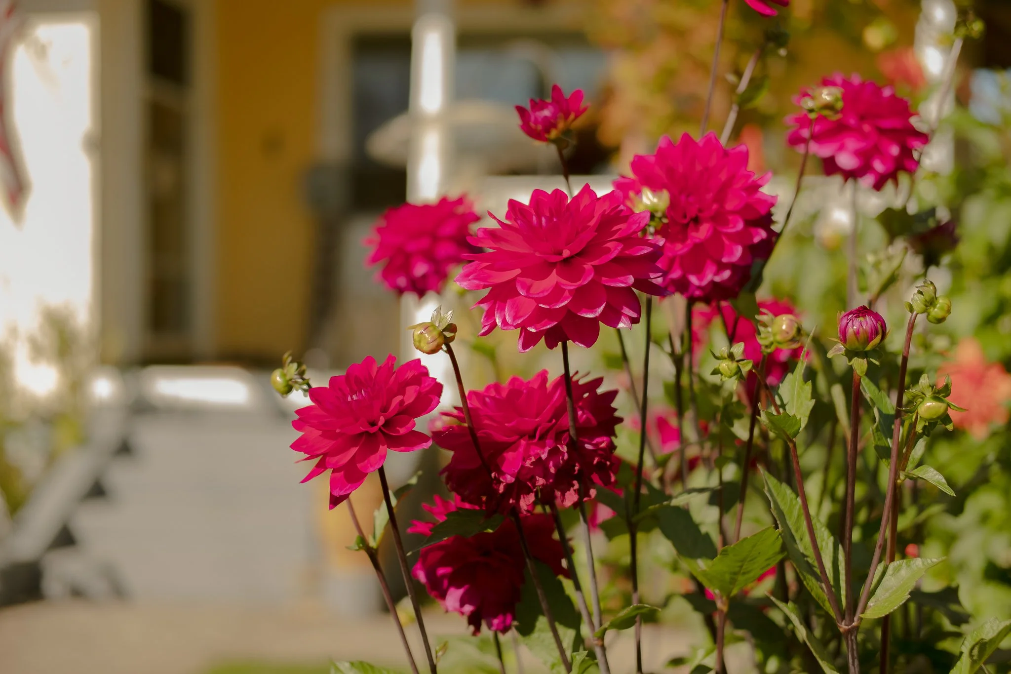 DSCF1773.jpg