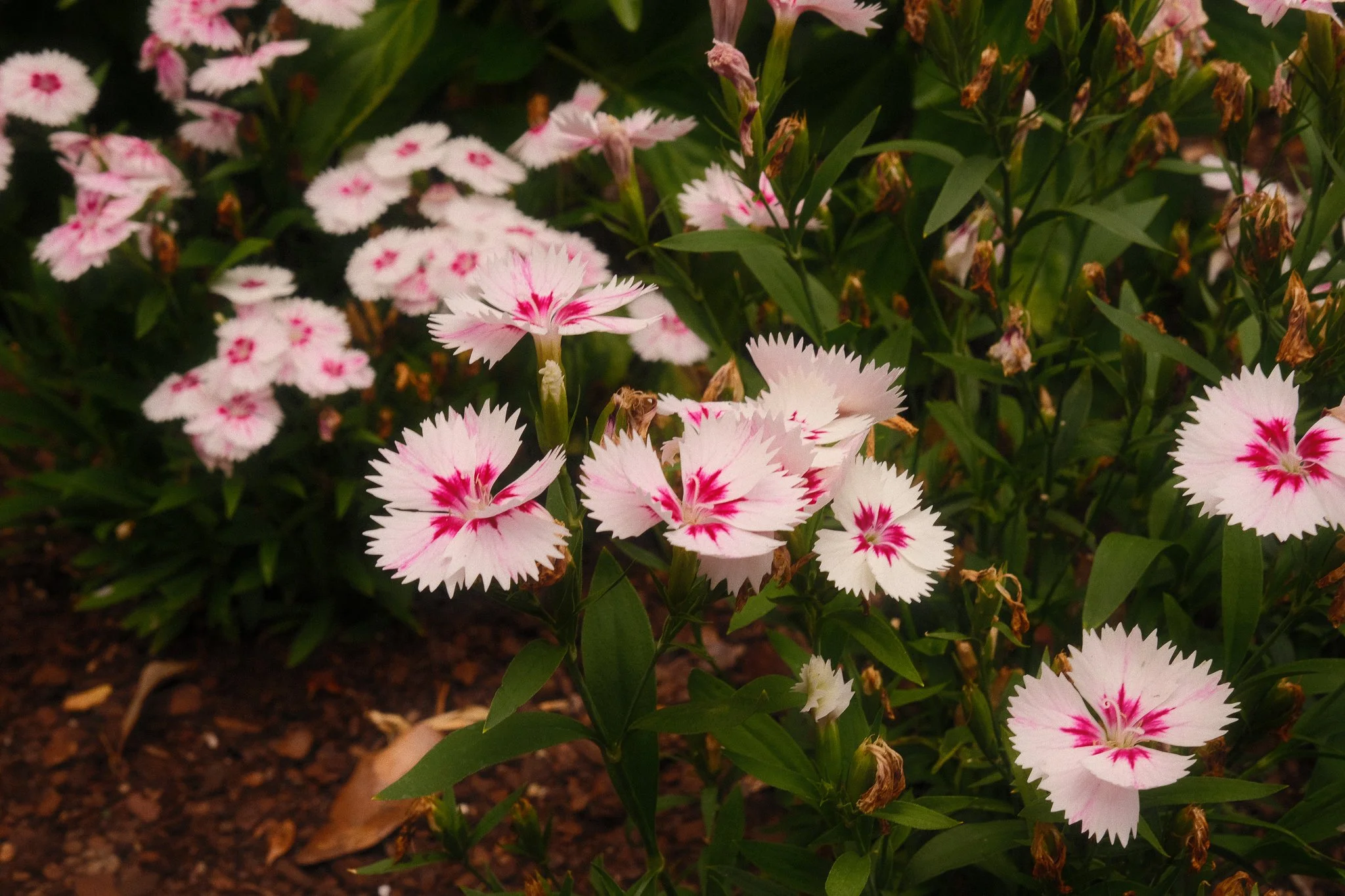 DSCF4189.jpg