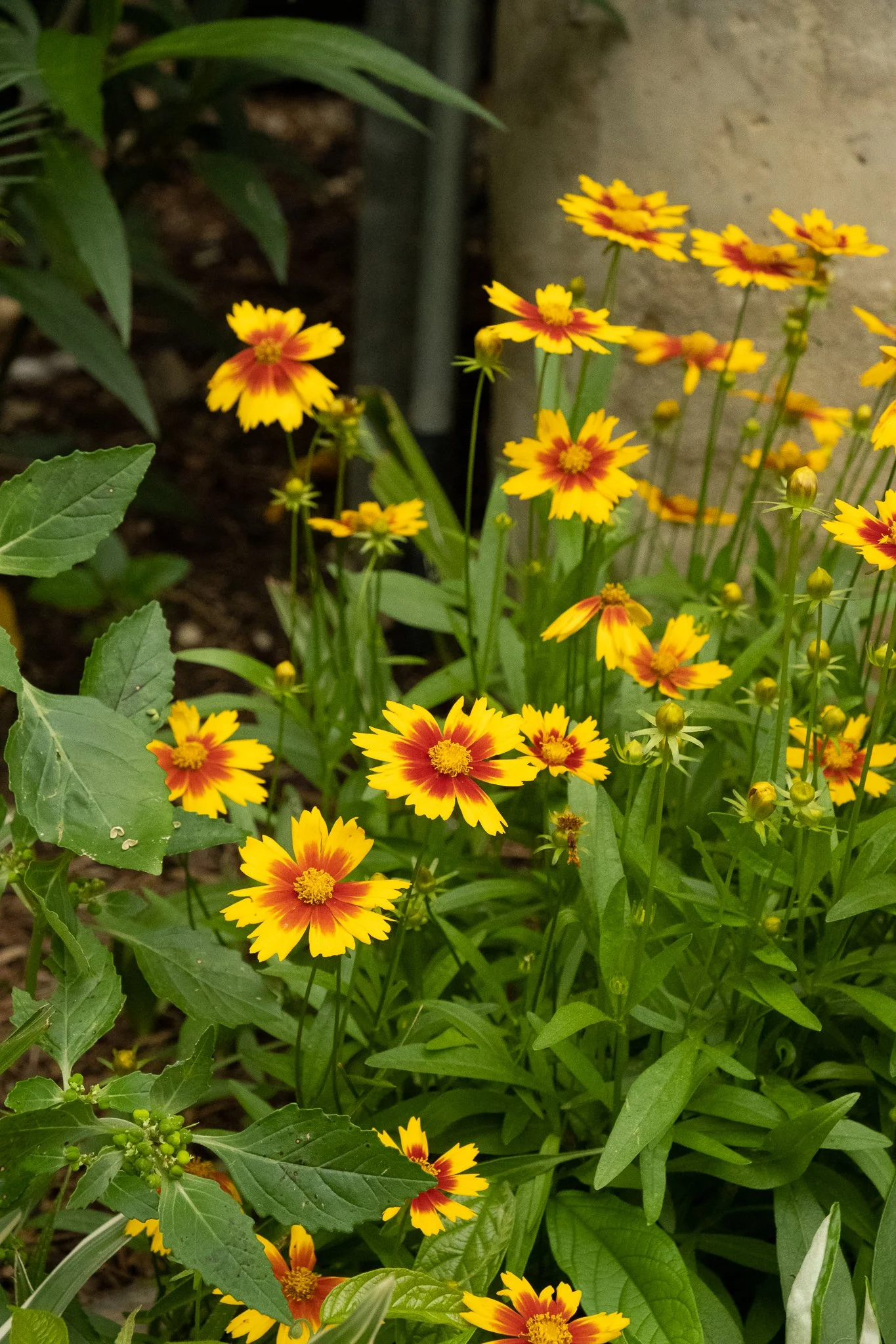 DSCF2204.jpg
