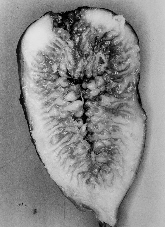 Monochrome close-up of a fig cut in half, showing seeds and internal texture