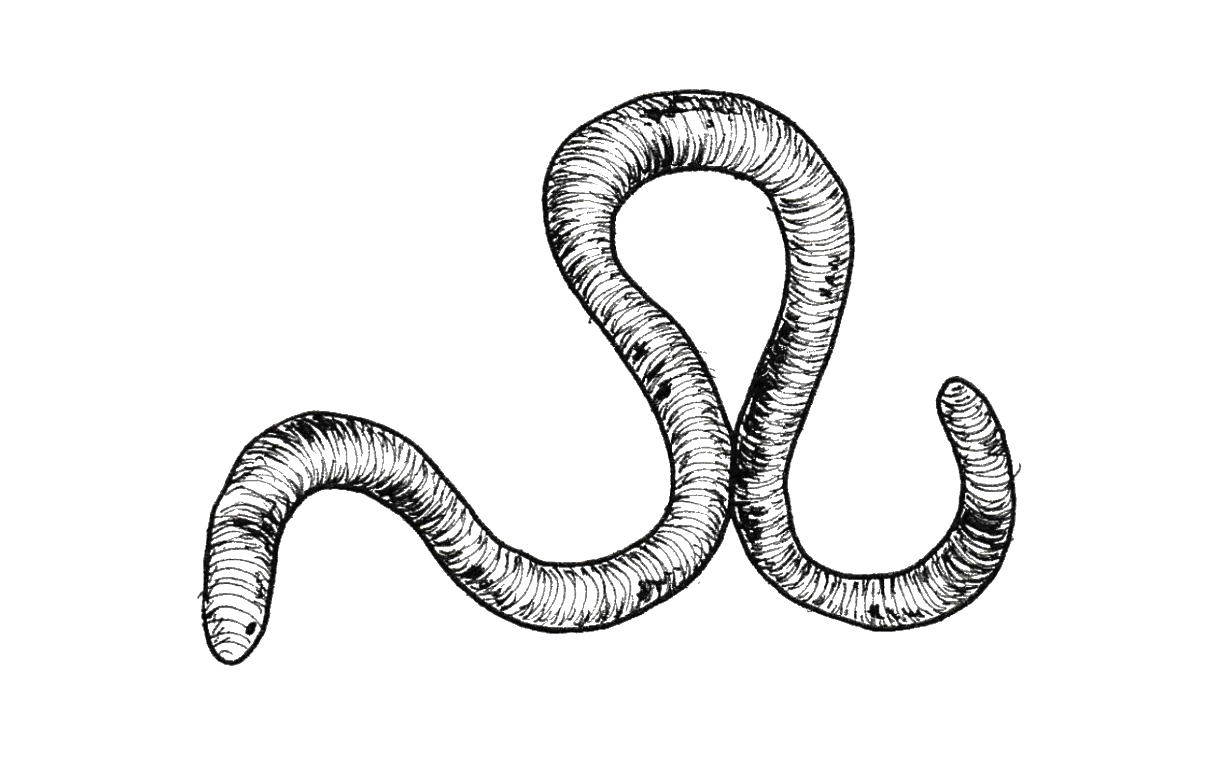 Issue 5 theme: Feral!