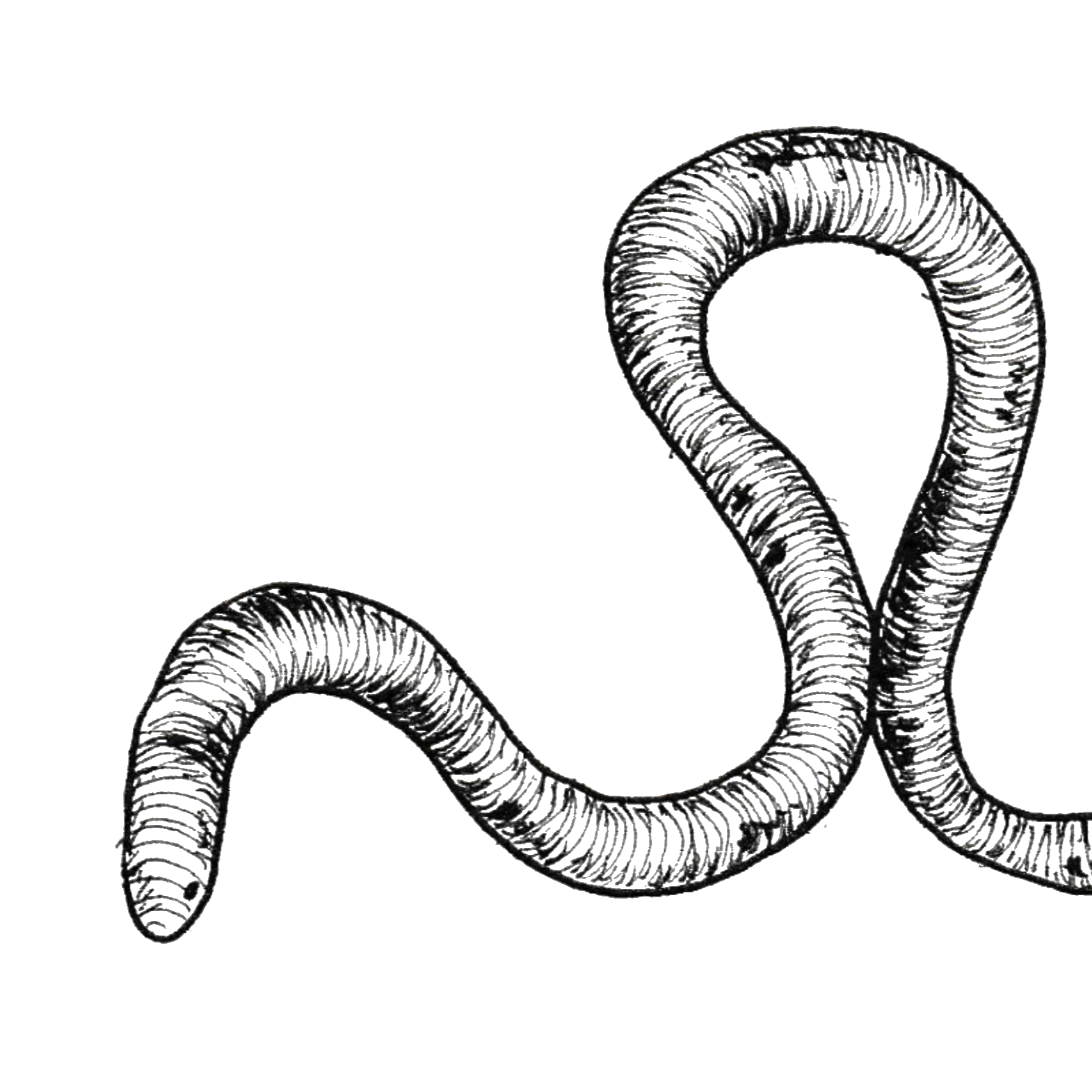 Issue 5 theme: Feral!