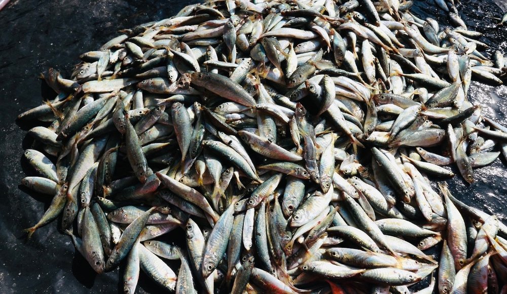 Choose the fresh mackerel scads