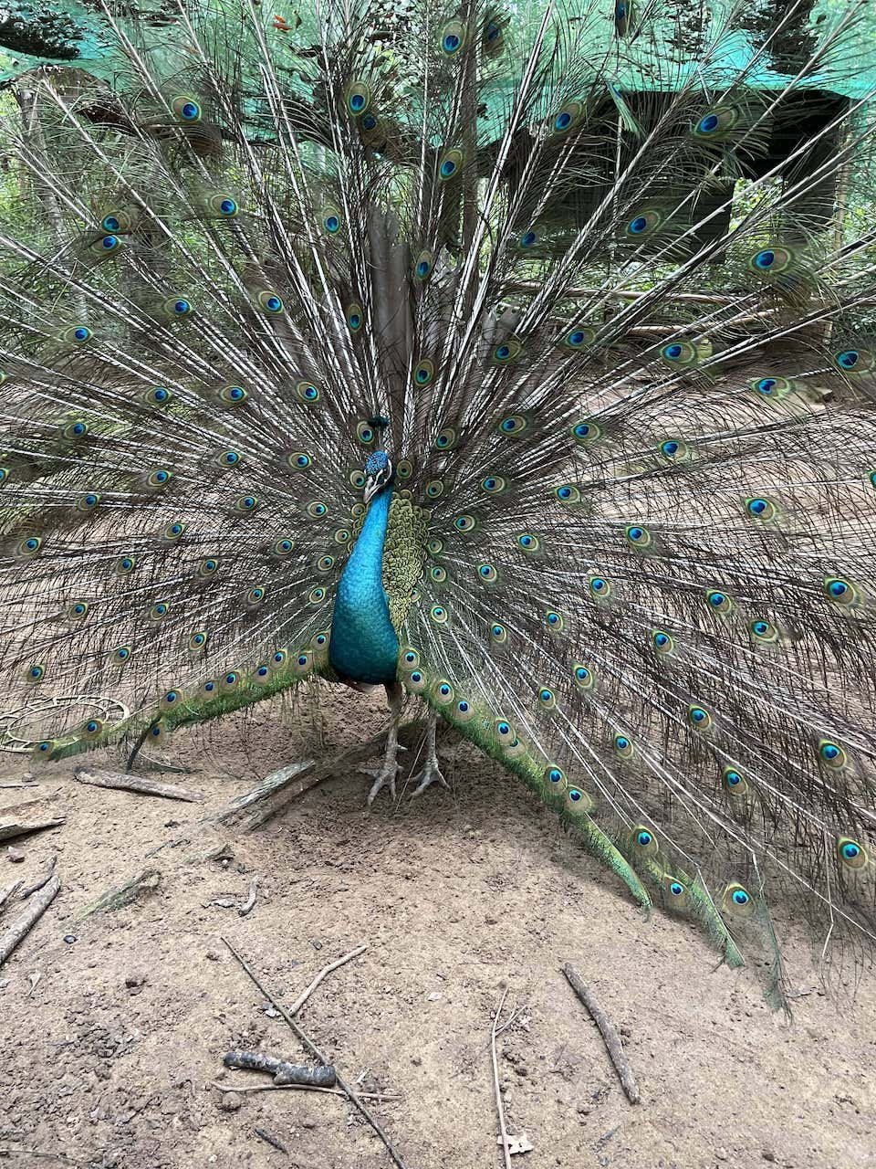 Peacock in Botanic Garden