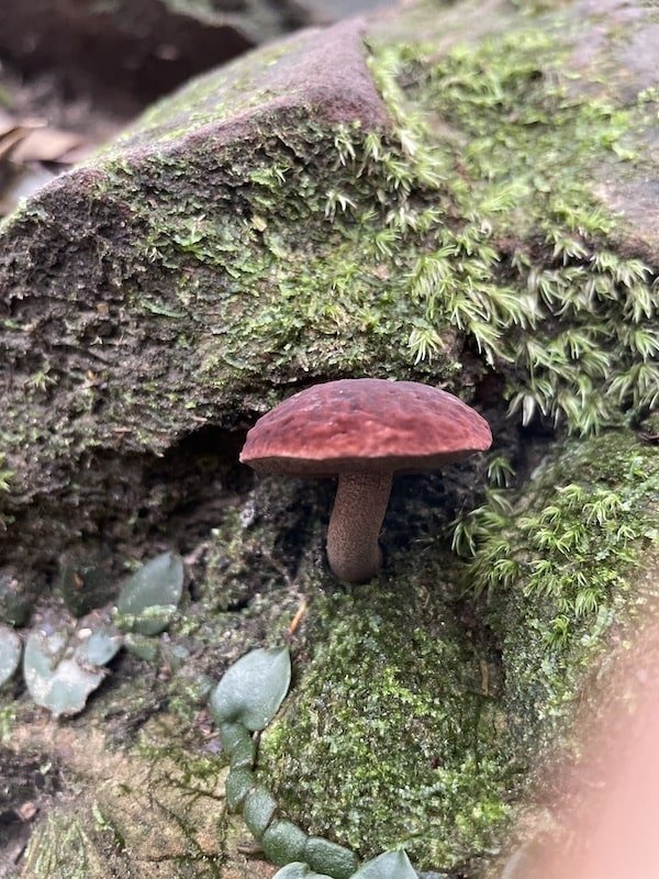 Fungus found in Botanic Garden