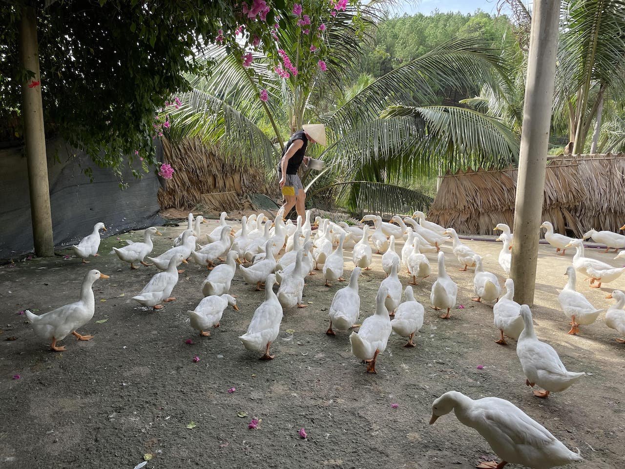 Playing with ducks 