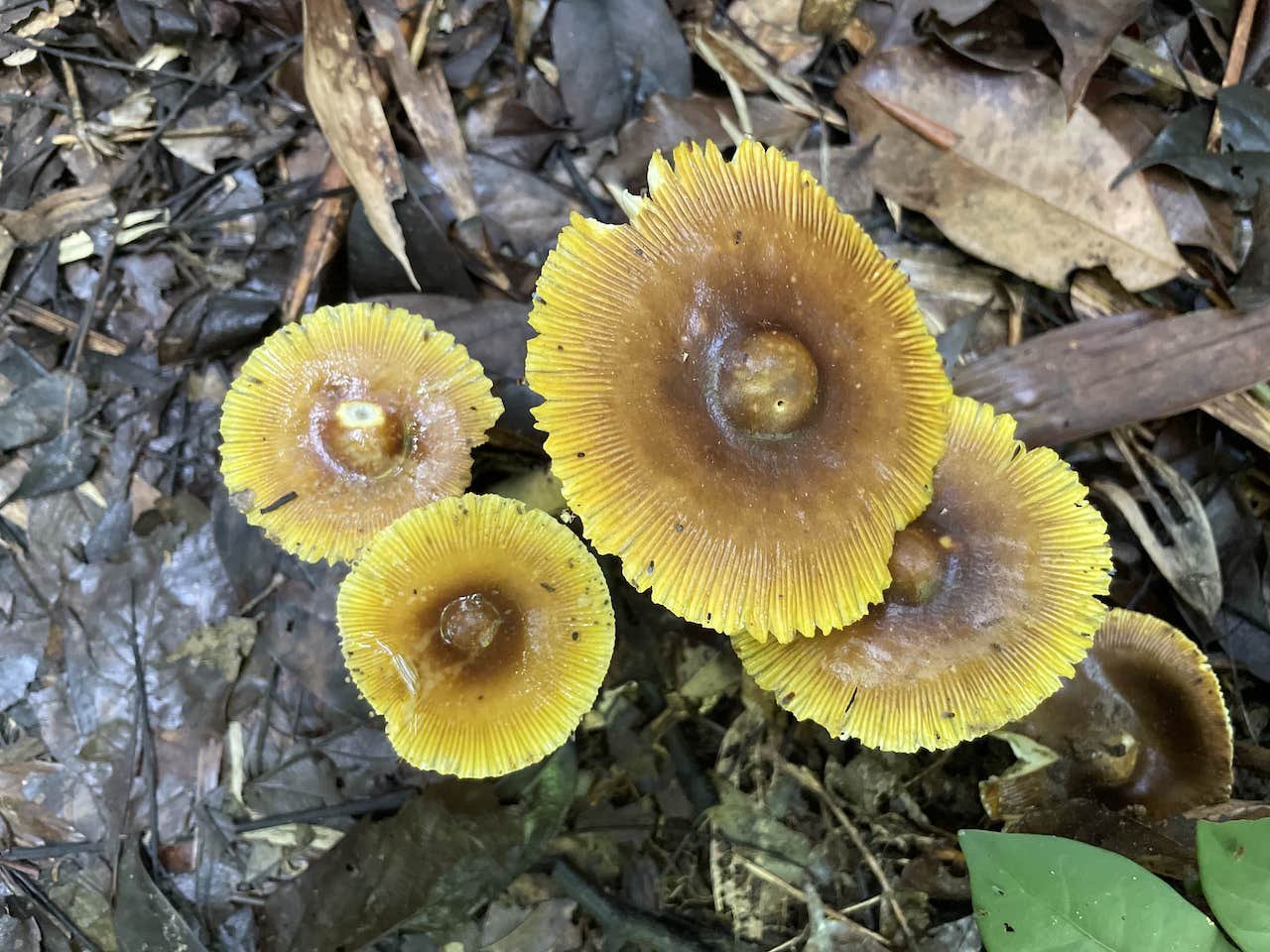 Fungi found in Botanic Garden