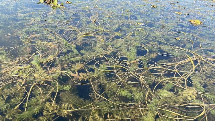 crystal-clear-water-at-van-long-wetland.JPG