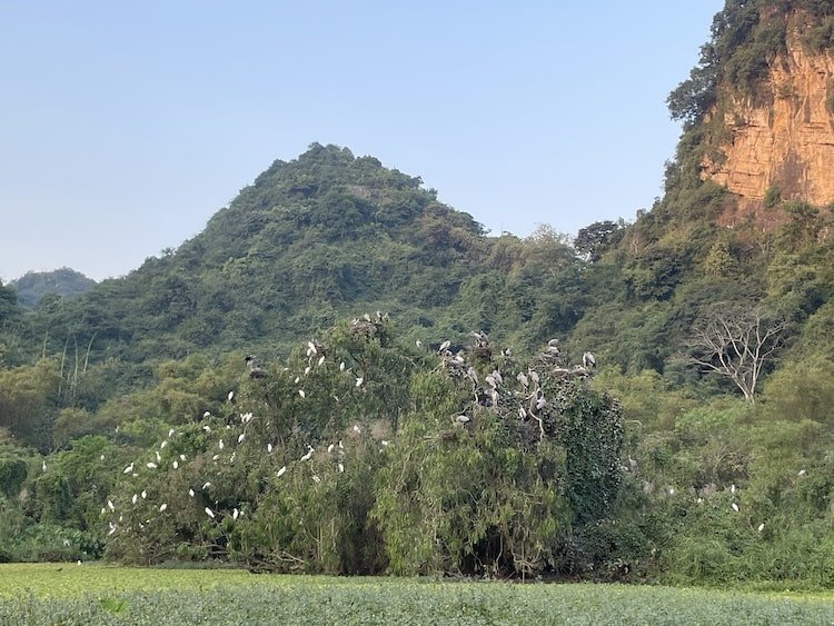 Flock-of-storks.JPG