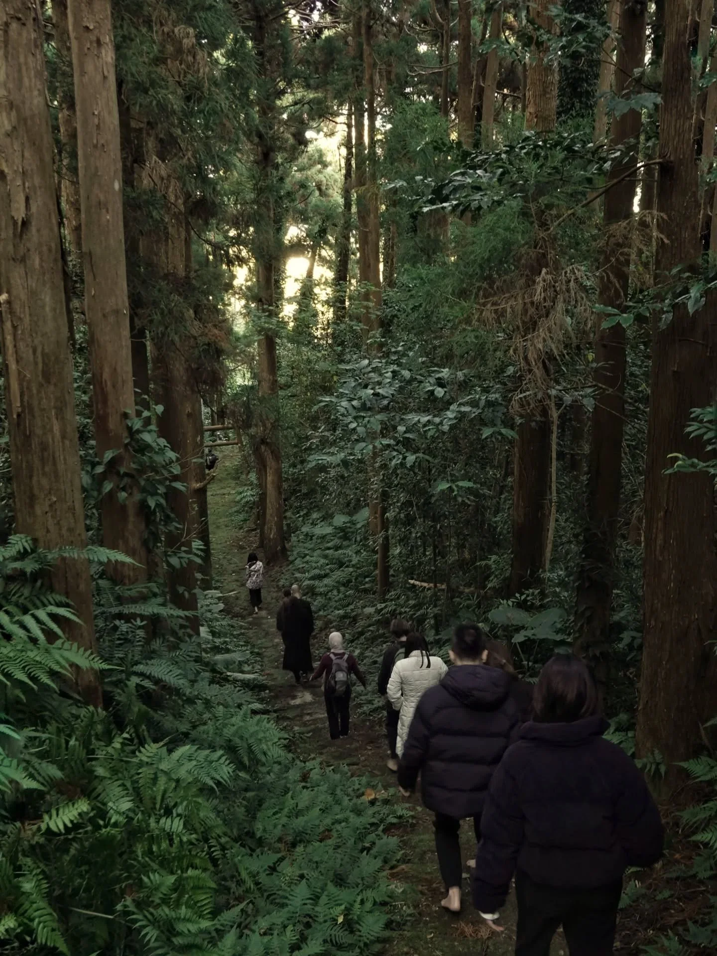 Yakushima Stories |  When we come to a new land, we can simply be a visitor or choose to be an active participant.

Choosing the second door, it opens us up to a deep, heartfelt experience of the land.

We always start a forest bathing retreat by gre